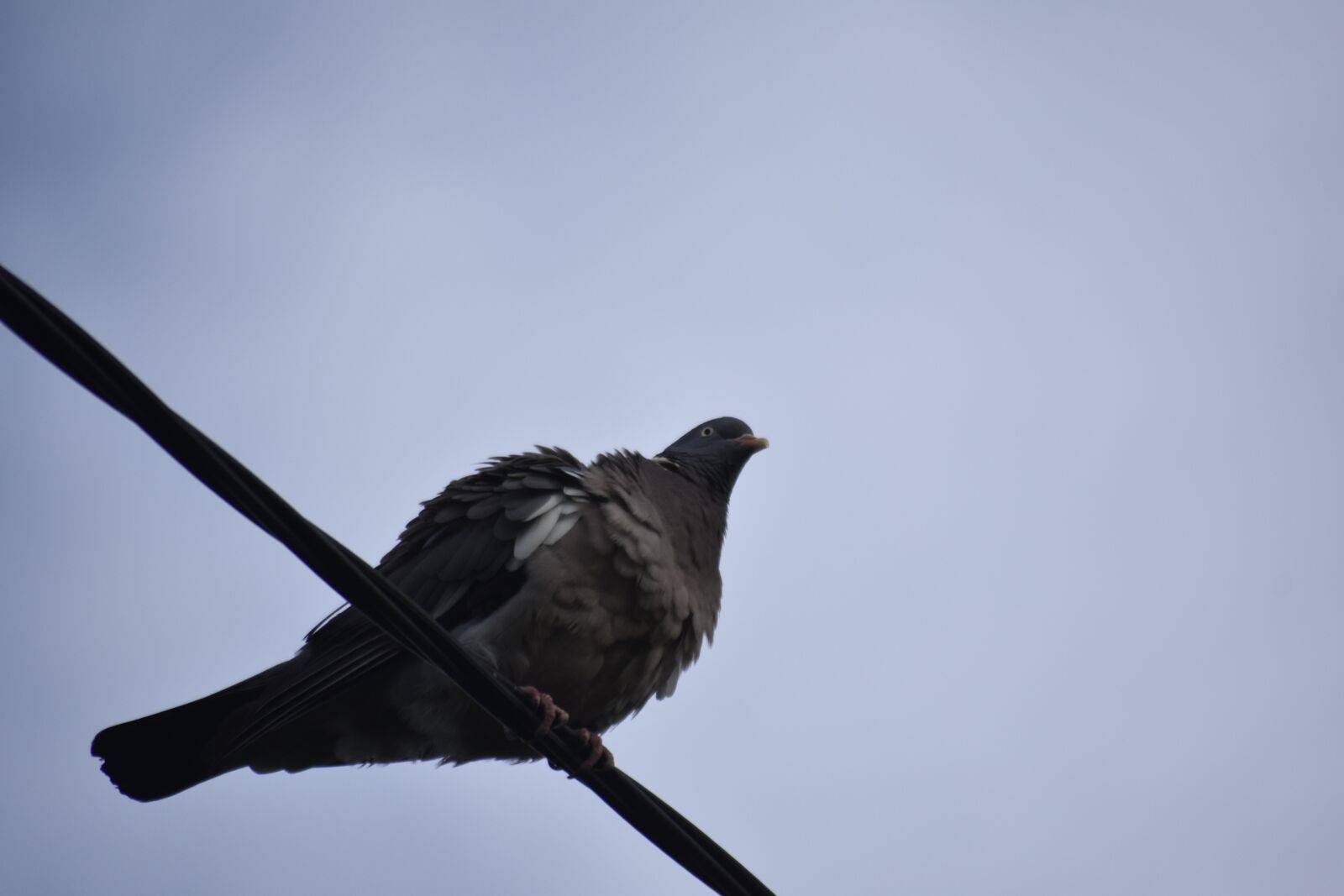 Nikon D7200 sample photo. Dove, bird, nature photography