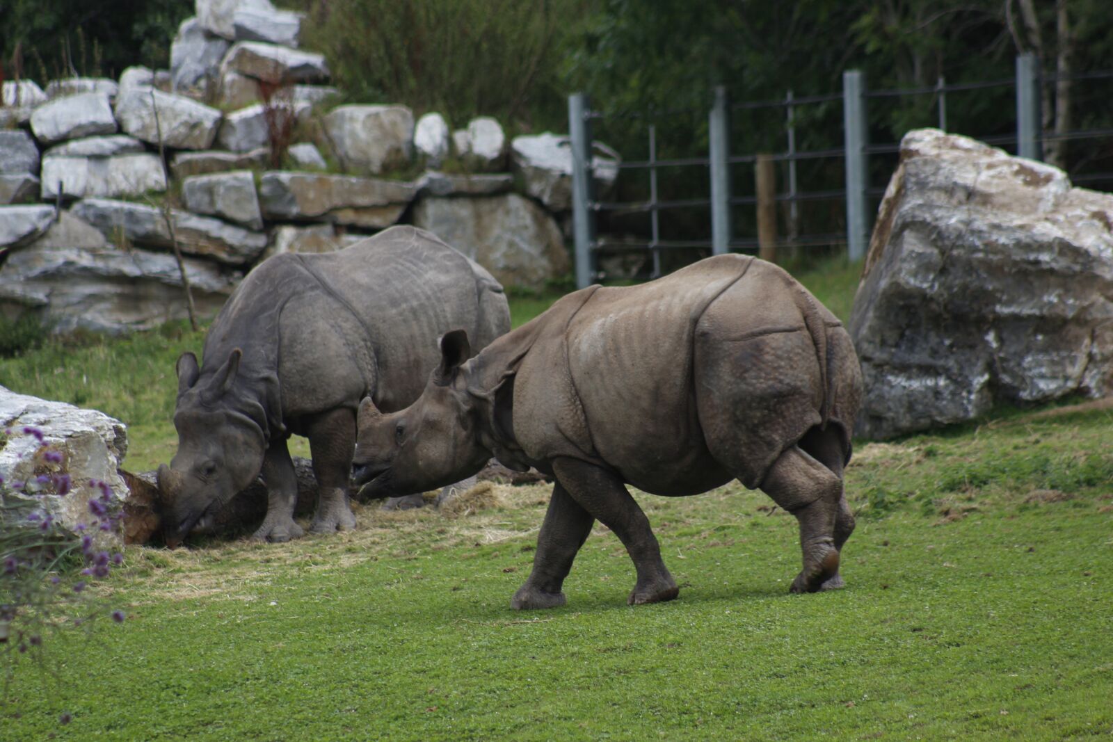 Canon EF 75-300mm f/4-5.6 USM sample photo. Mammal, animal, wildlife photography