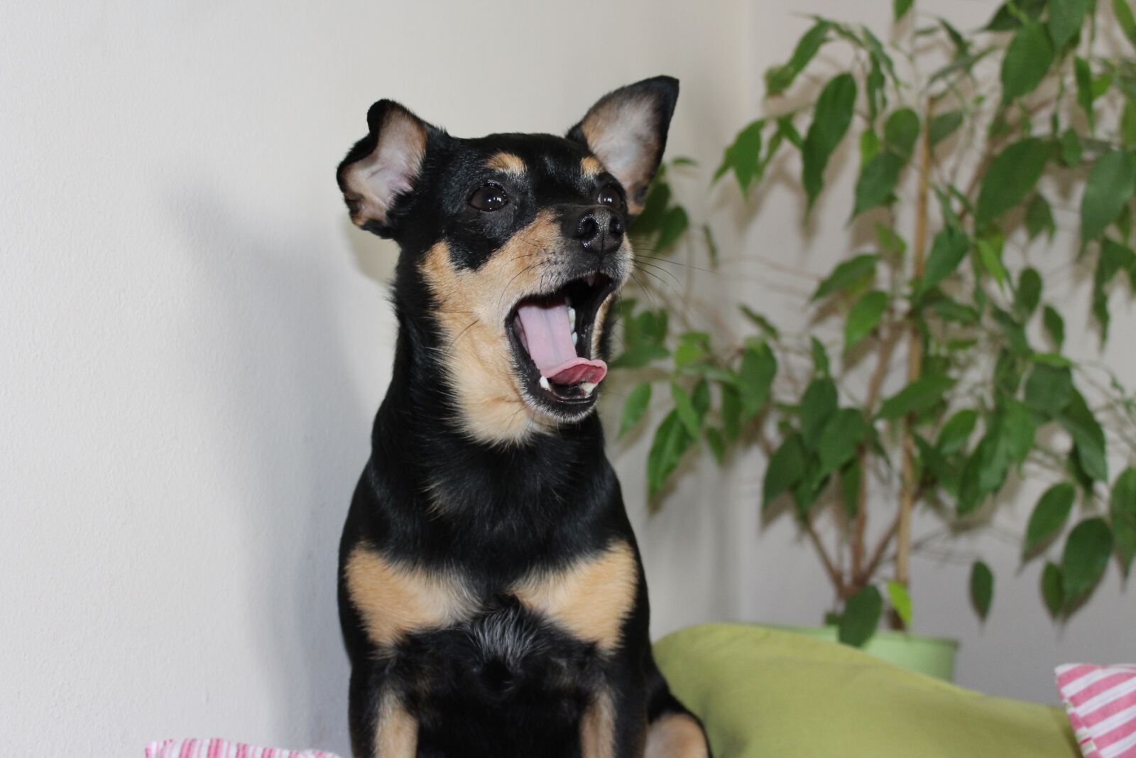 Canon EOS 1300D (EOS Rebel T6 / EOS Kiss X80) sample photo. Dog, yawning, peace photography