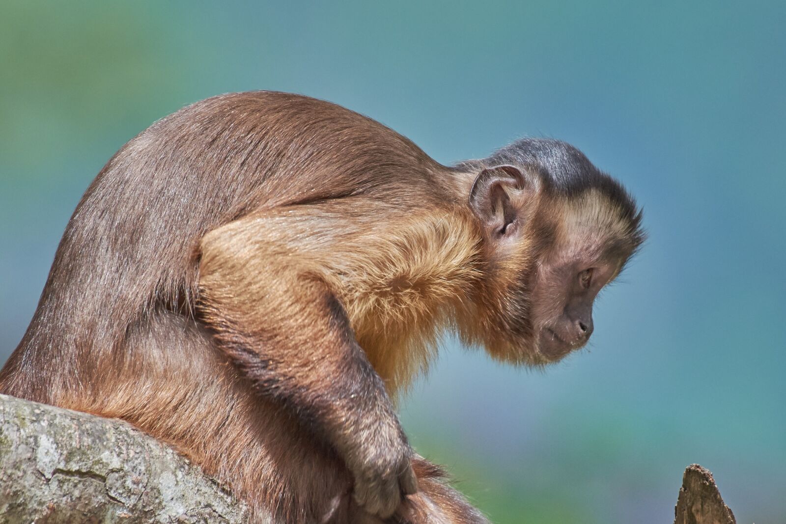 Nikon AF-S Nikkor 200-500mm F5.6E ED VR sample photo. Monkey, capuchin, mammal photography