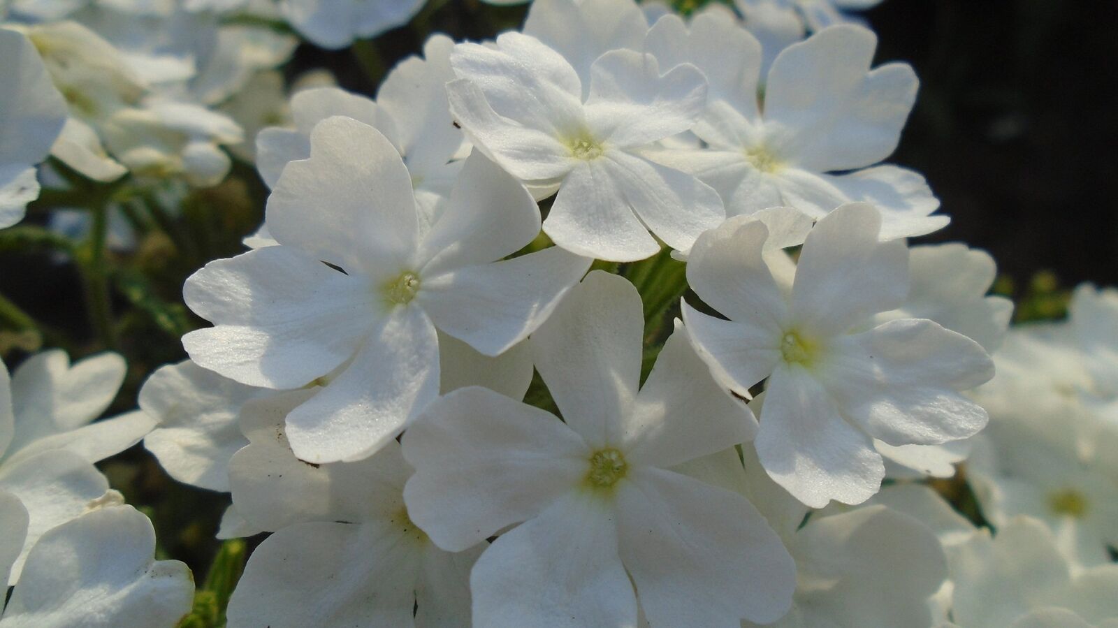 Sony Cyber-shot DSC-W800 sample photo. Flower, macro, plant photography