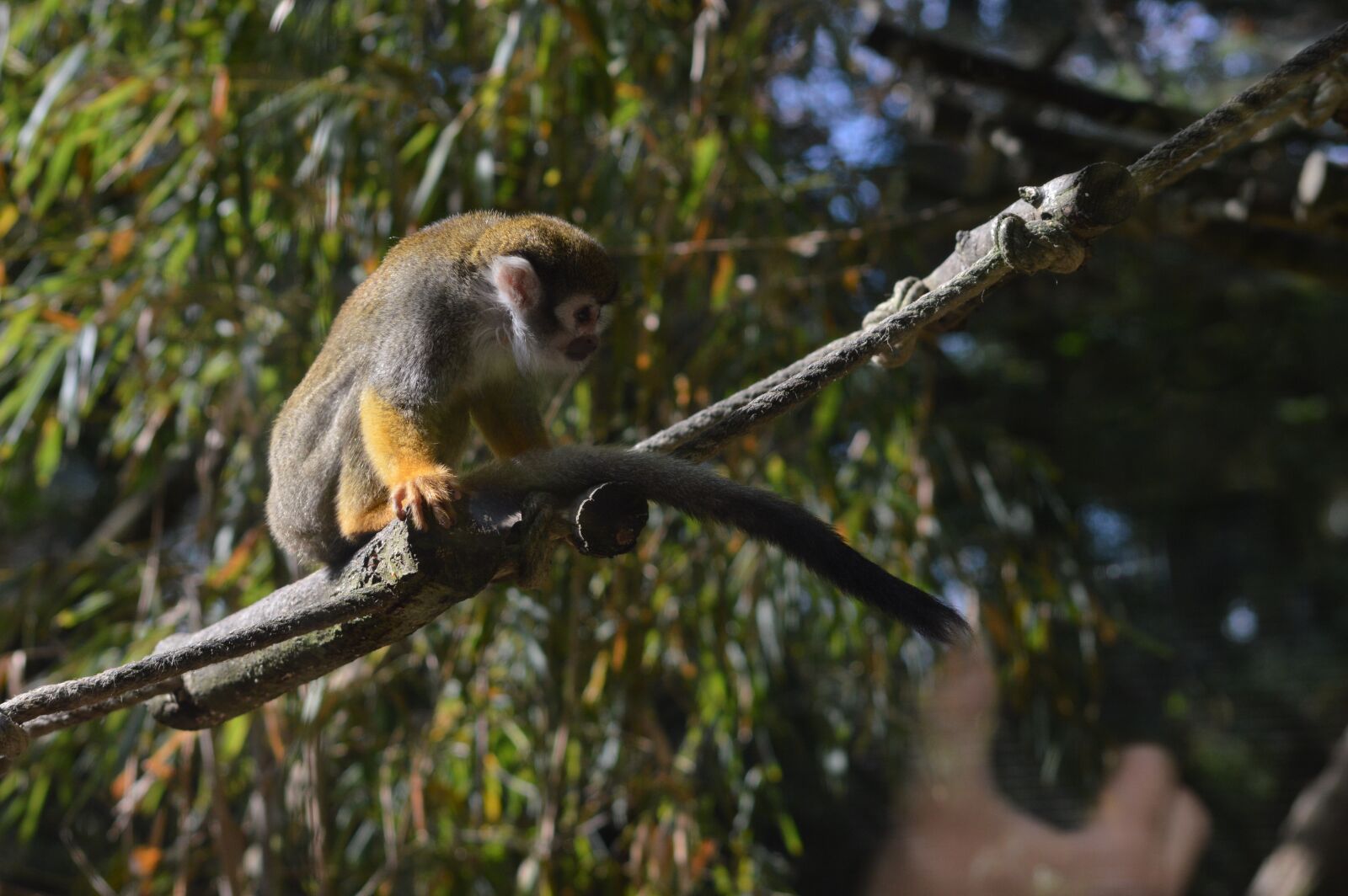 Nikon D3200 sample photo. Monkey, primate, zoo photography