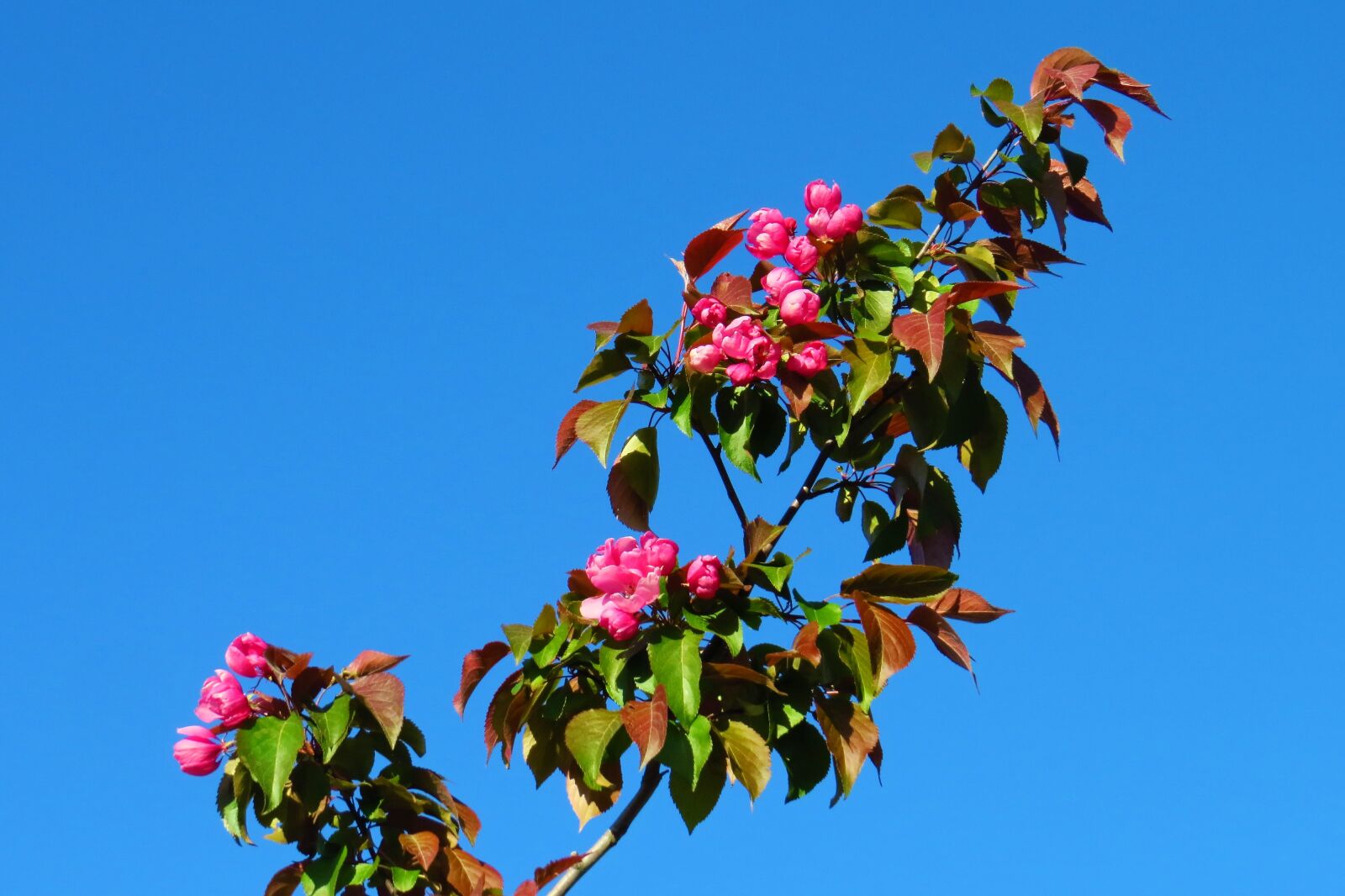 Canon PowerShot SX50 HS sample photo. Flower, inflorescence, beautiful photography
