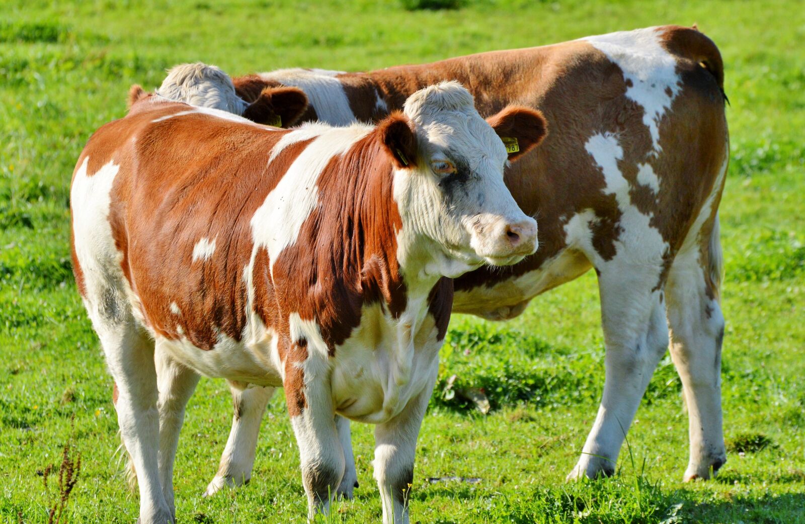 Nikon D3200 sample photo. Cow, beef, ruminant photography