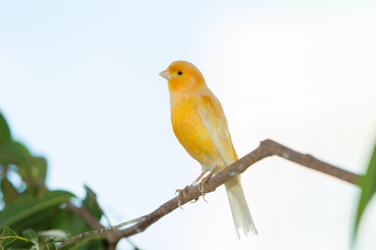 Canon EOS-1D X sample photo. Yellow finch, finch bird photography