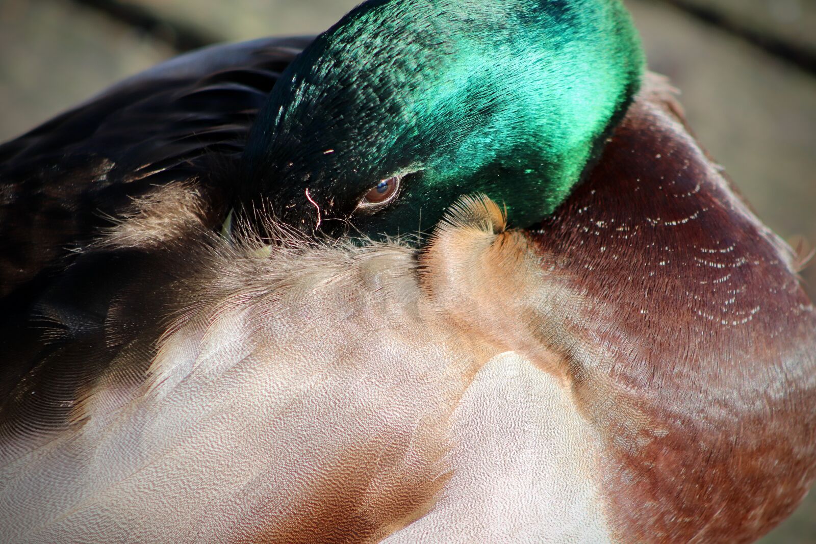 Canon EOS 77D (EOS 9000D / EOS 770D) sample photo. Plumage, duck, mallard photography