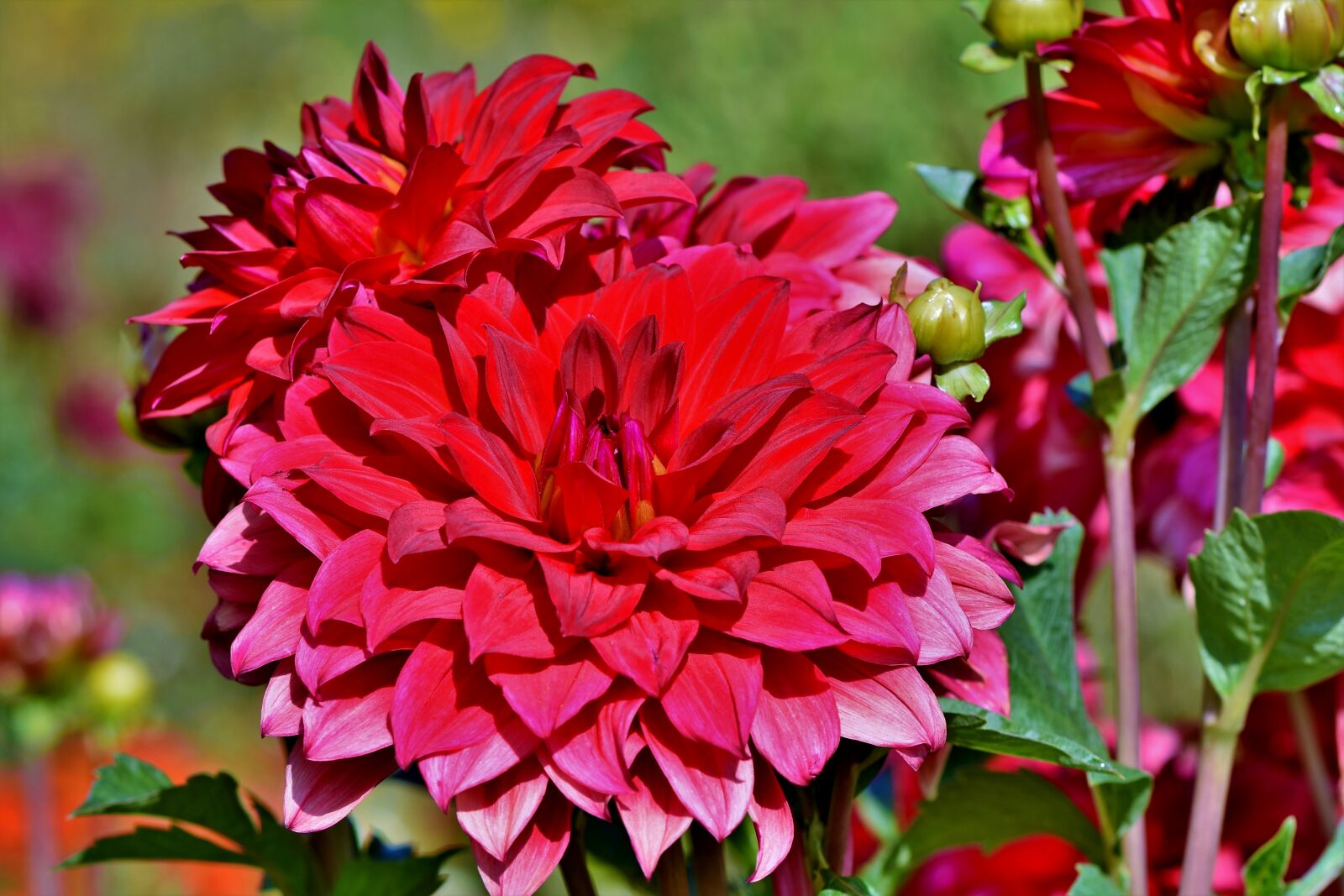Nikon D7200 sample photo. Dahlia, dahlias bud, flower photography