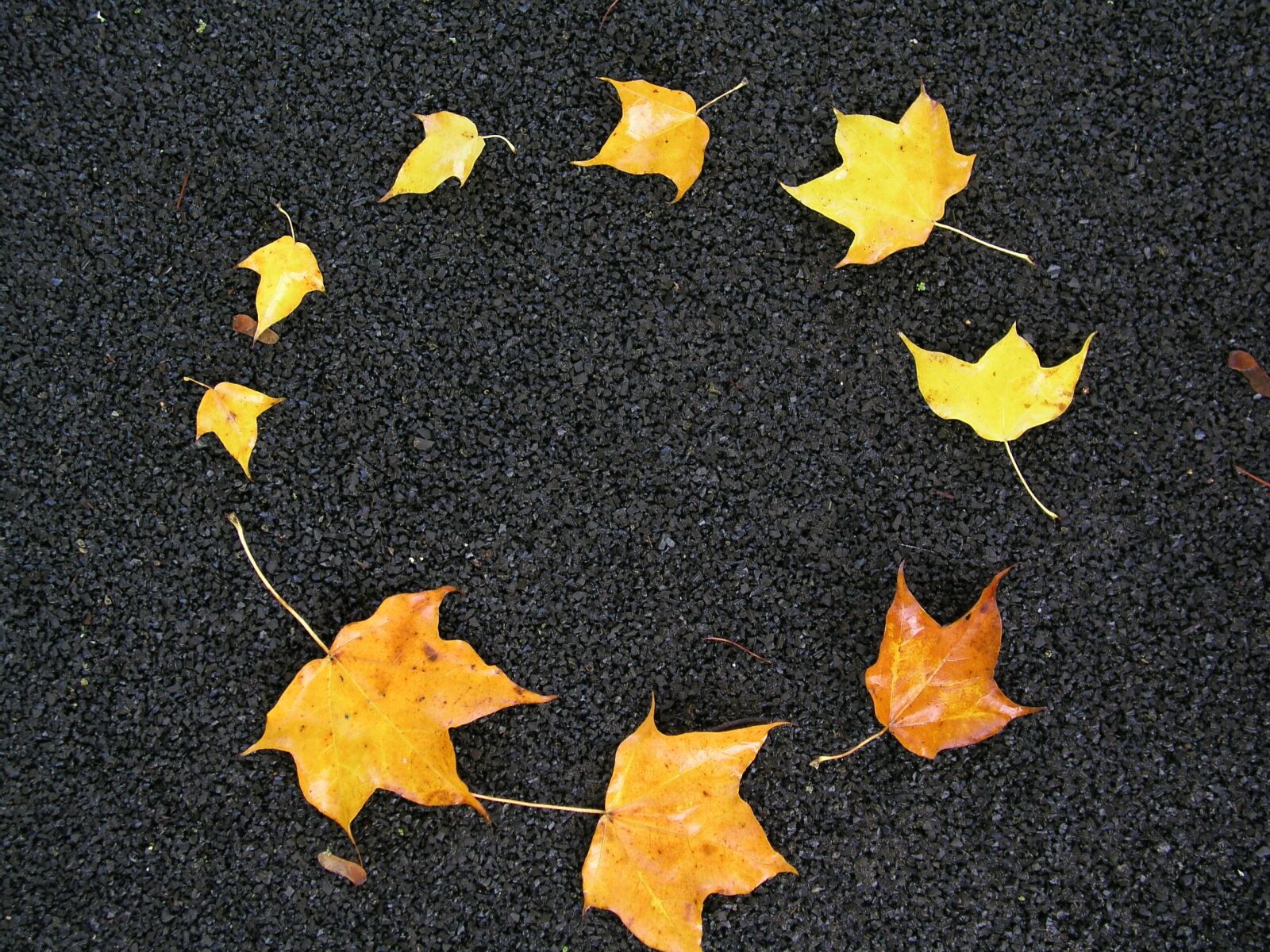 Olympus C5050Z sample photo. Leaves, autumn, circle photography