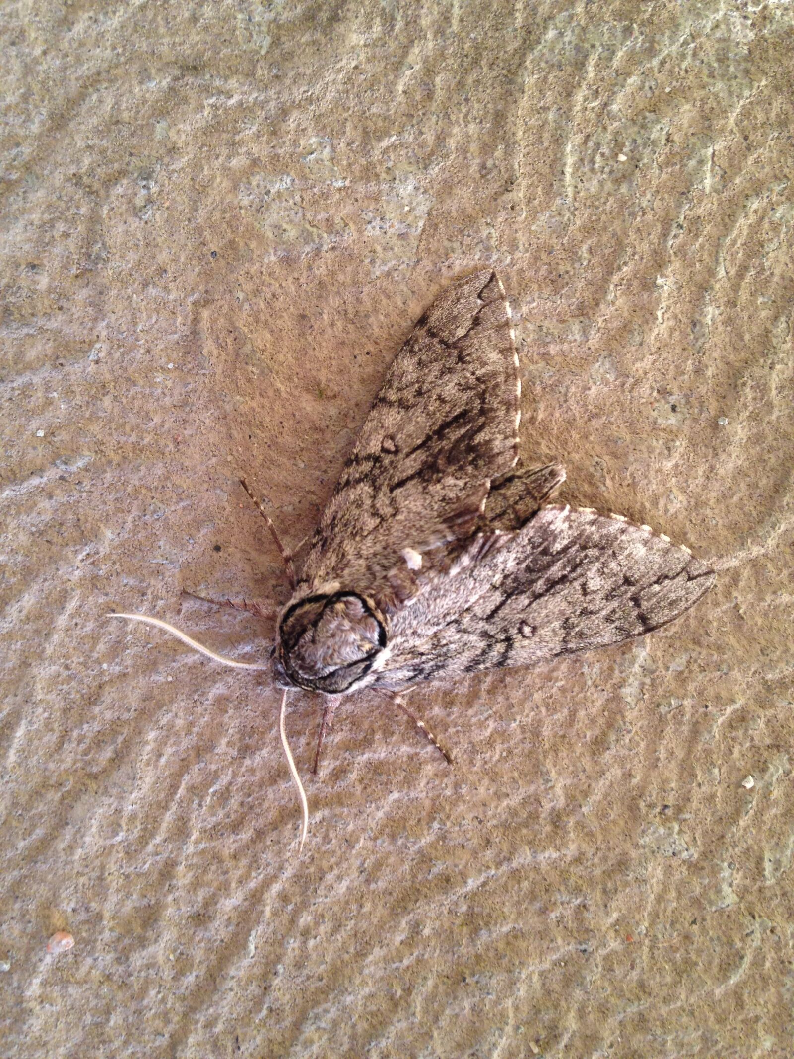 iPhone 5c back camera 4.12mm f/2.4 sample photo. Moth, insects, nature photography