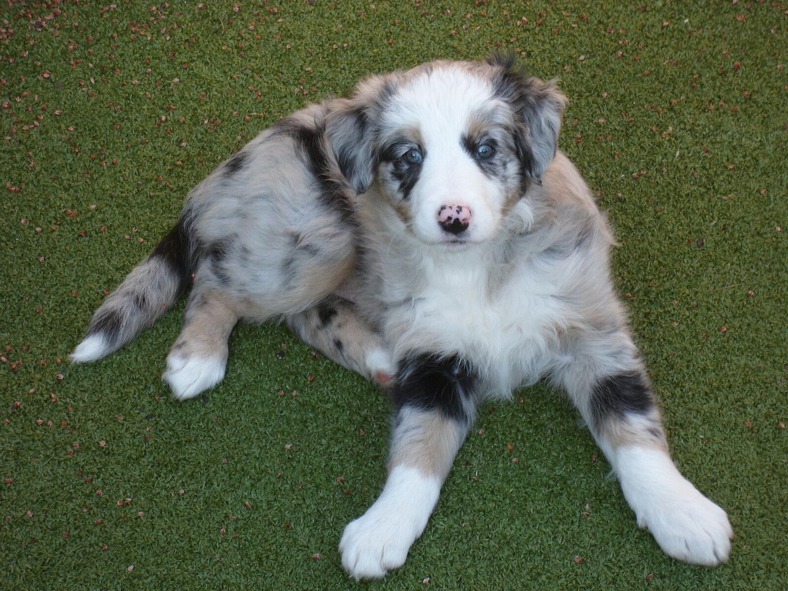 Samsung PL120,PL121 / VLUU PL120,PL121 sample photo. Dog, collie, puppy photography