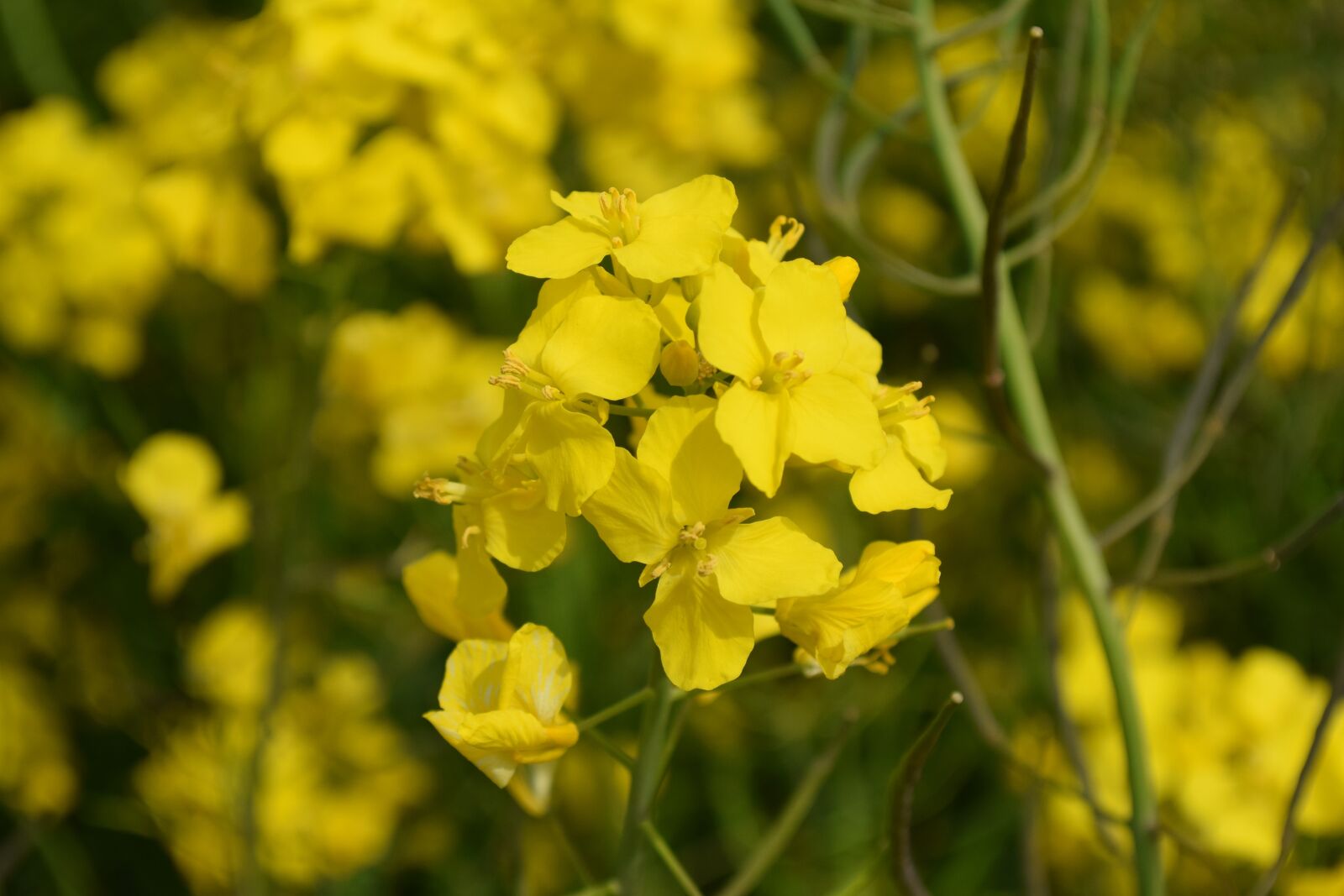 Nikon D5300 sample photo. Oilseed rape, plant, oilseed photography