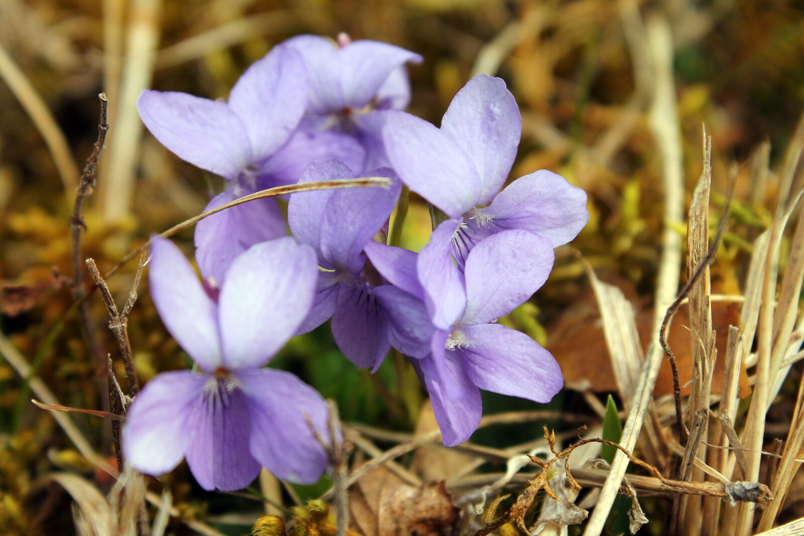 Canon EOS 1100D (EOS Rebel T3 / EOS Kiss X50) sample photo. Violet, violets, flower photography