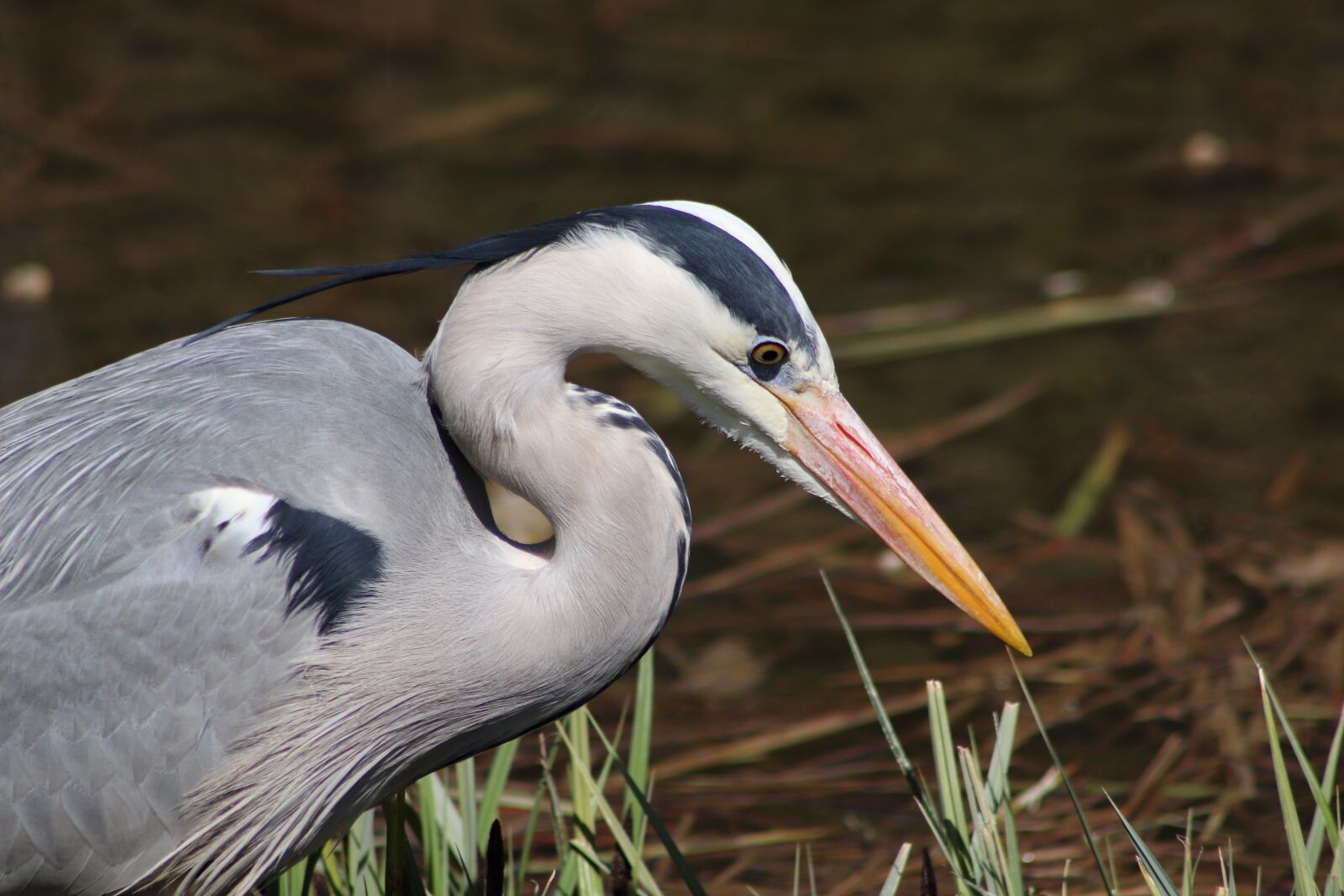 Canon EOS 77D (EOS 9000D / EOS 770D) sample photo. Heron, grey heron, bird photography