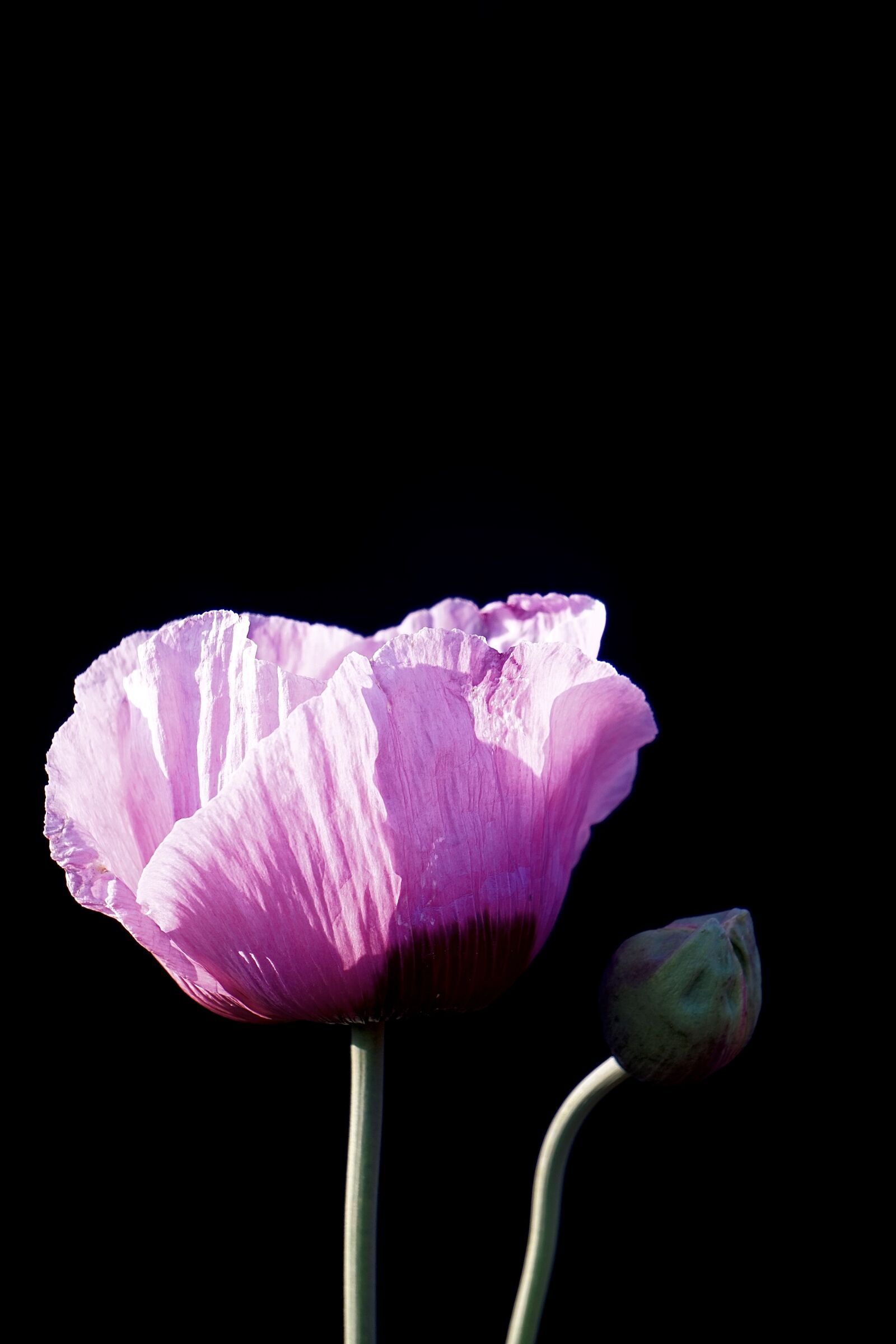 Sony E 55-210mm F4.5-6.3 OSS sample photo. Poppy, nature, poppy flower photography