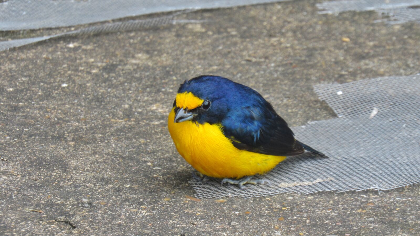 Canon PowerShot SX530 HS sample photo. Nature, bird, outdoors photography