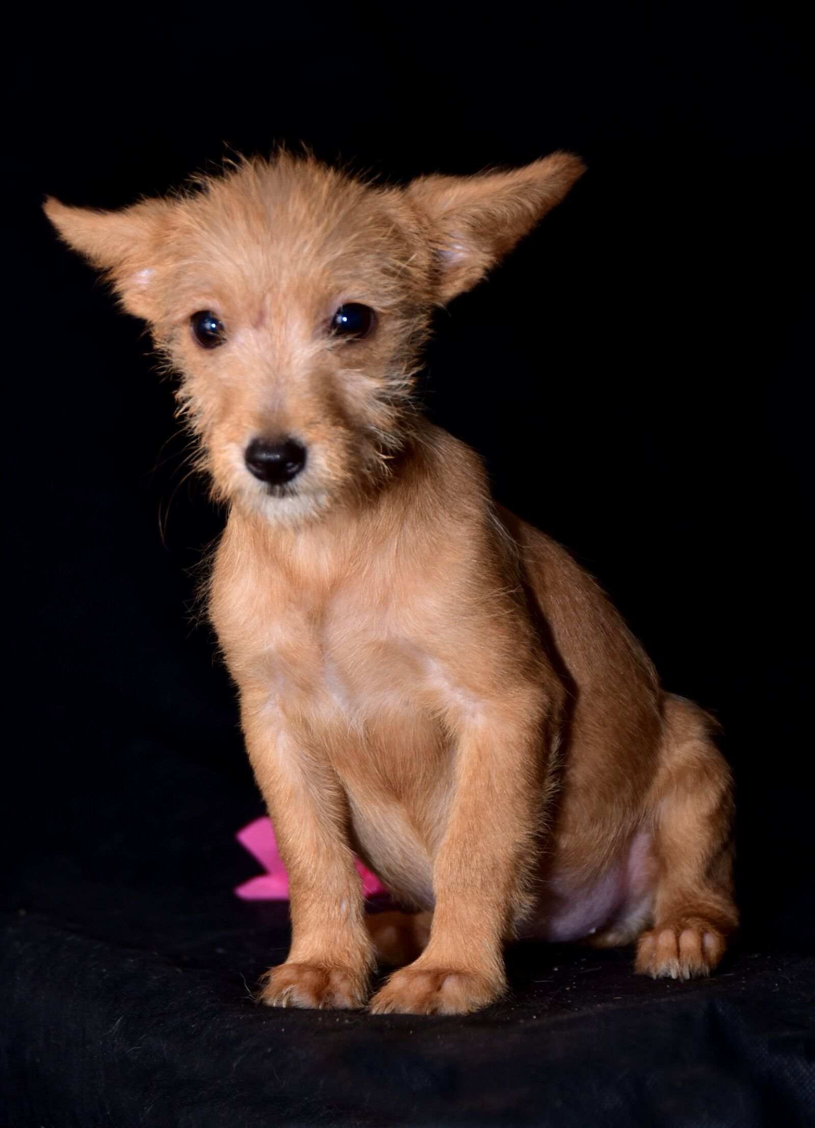Nikon D810 sample photo. Dog, happy, portrait photography