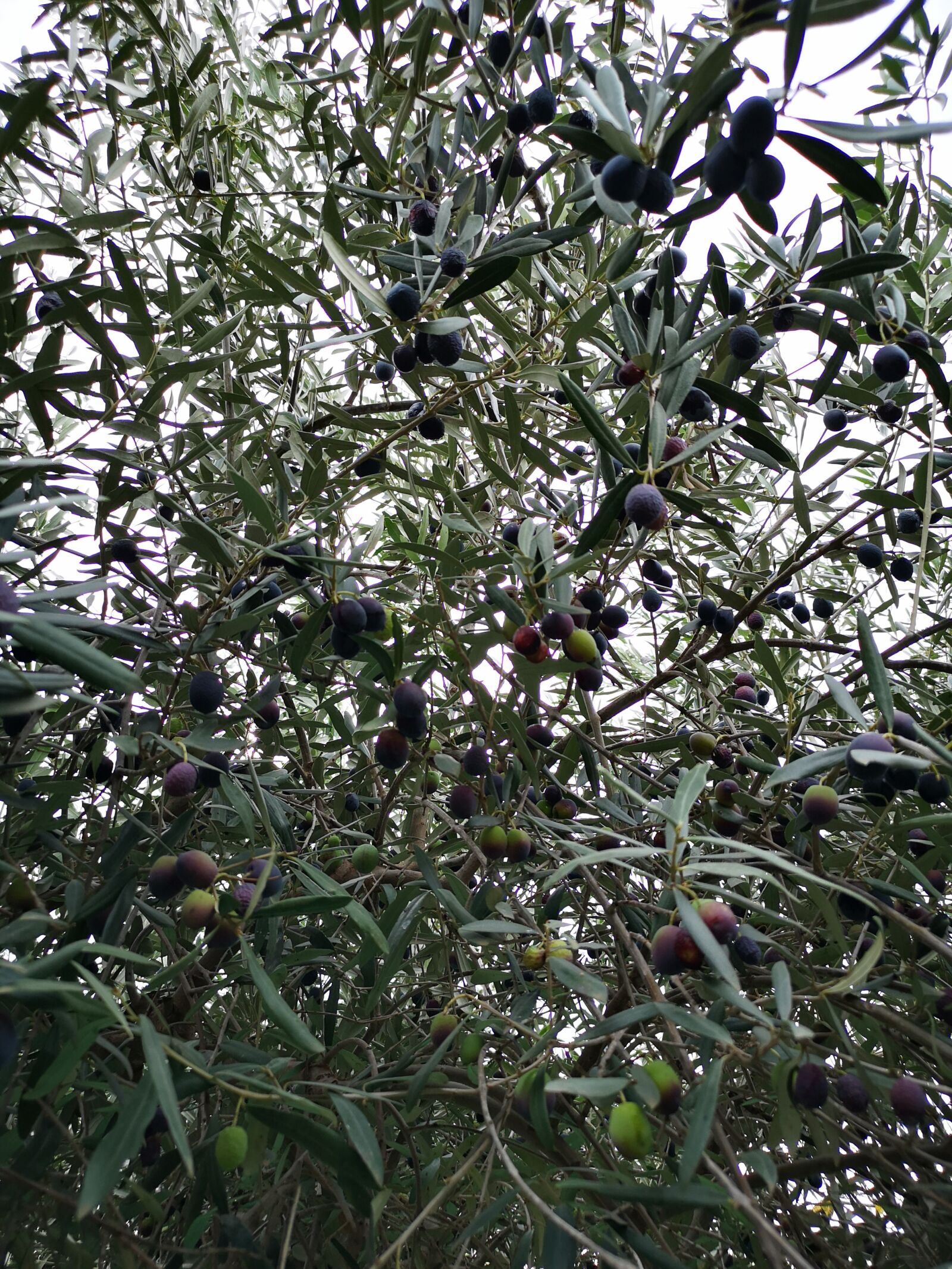 HUAWEI CLT-L29 sample photo. Olive trees, olives, olive photography