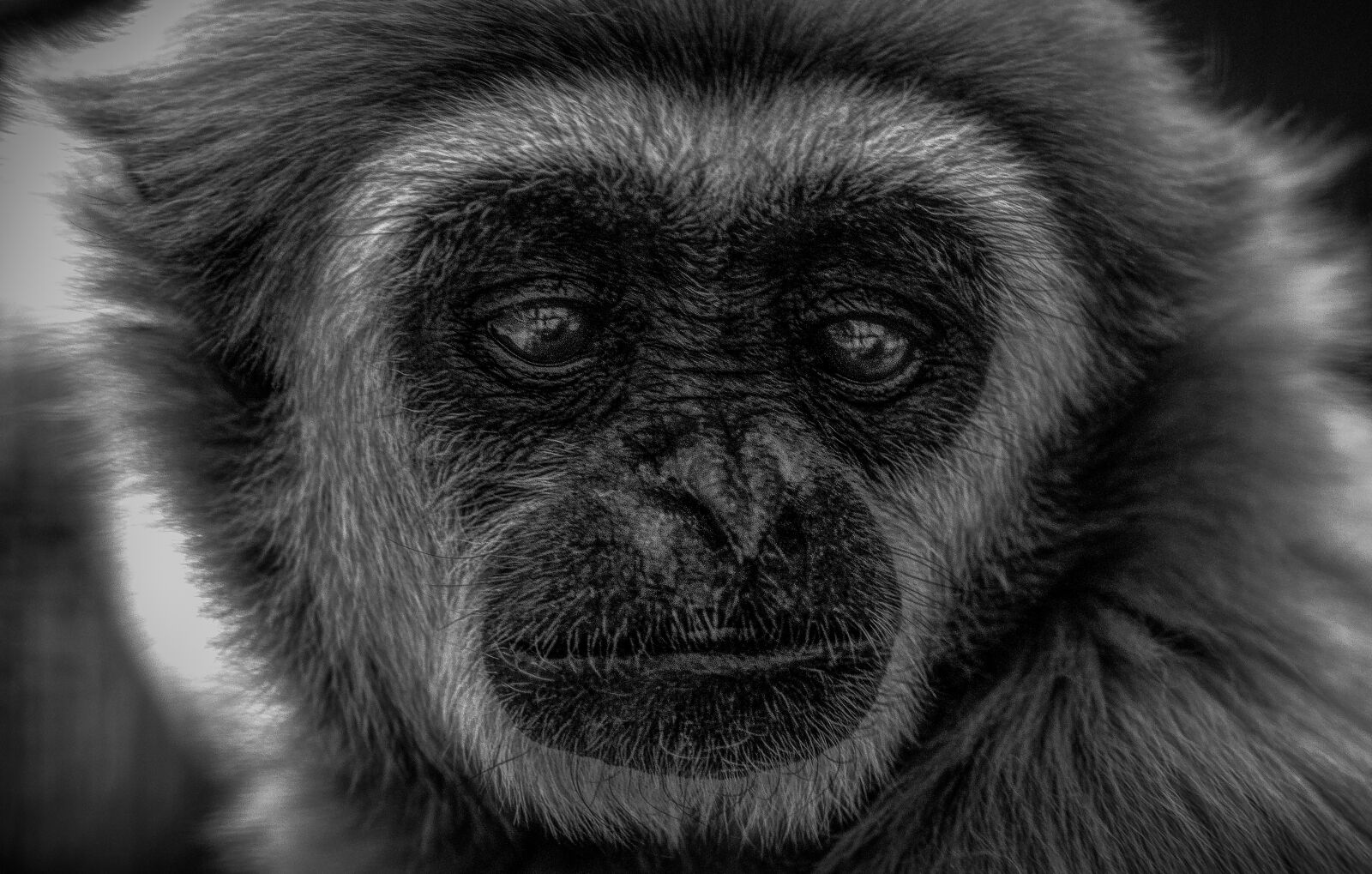 Nikon D90 sample photo. Gibbon, wildlife, indonesia photography
