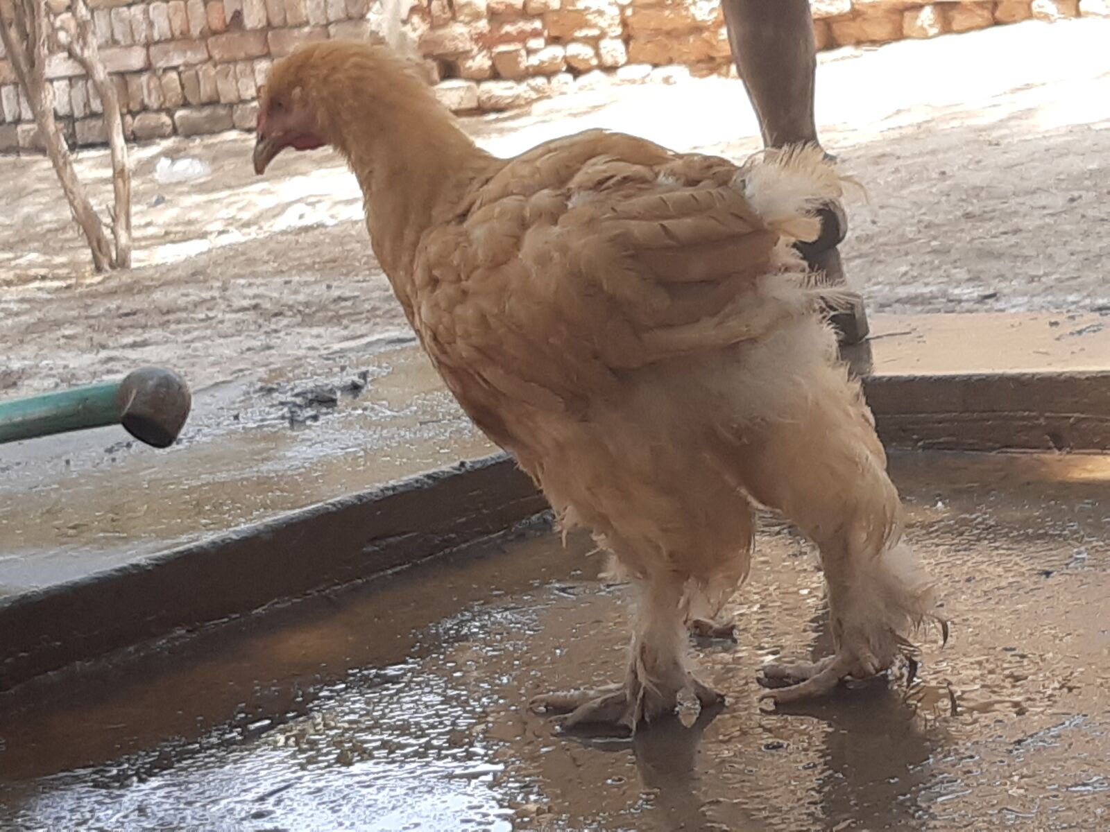 Samsung Galaxy A30 sample photo. Hen, punjab, pakistan photography