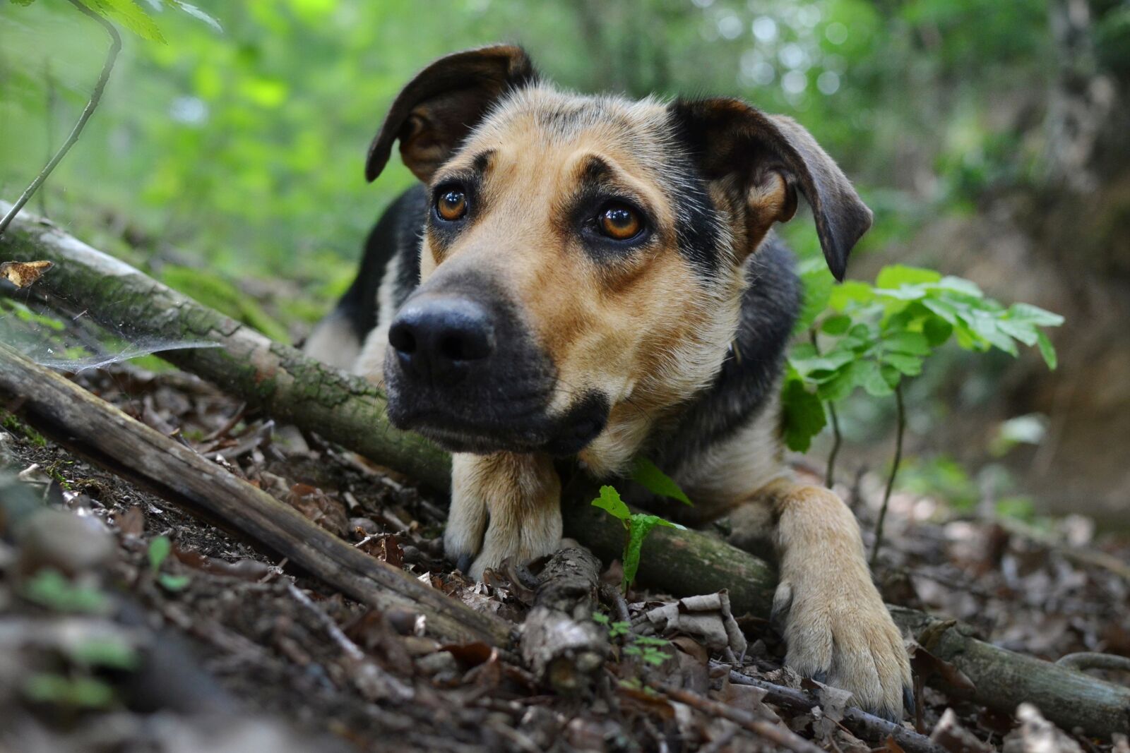 Nikon D3100 sample photo. Dog, animal, forest photography