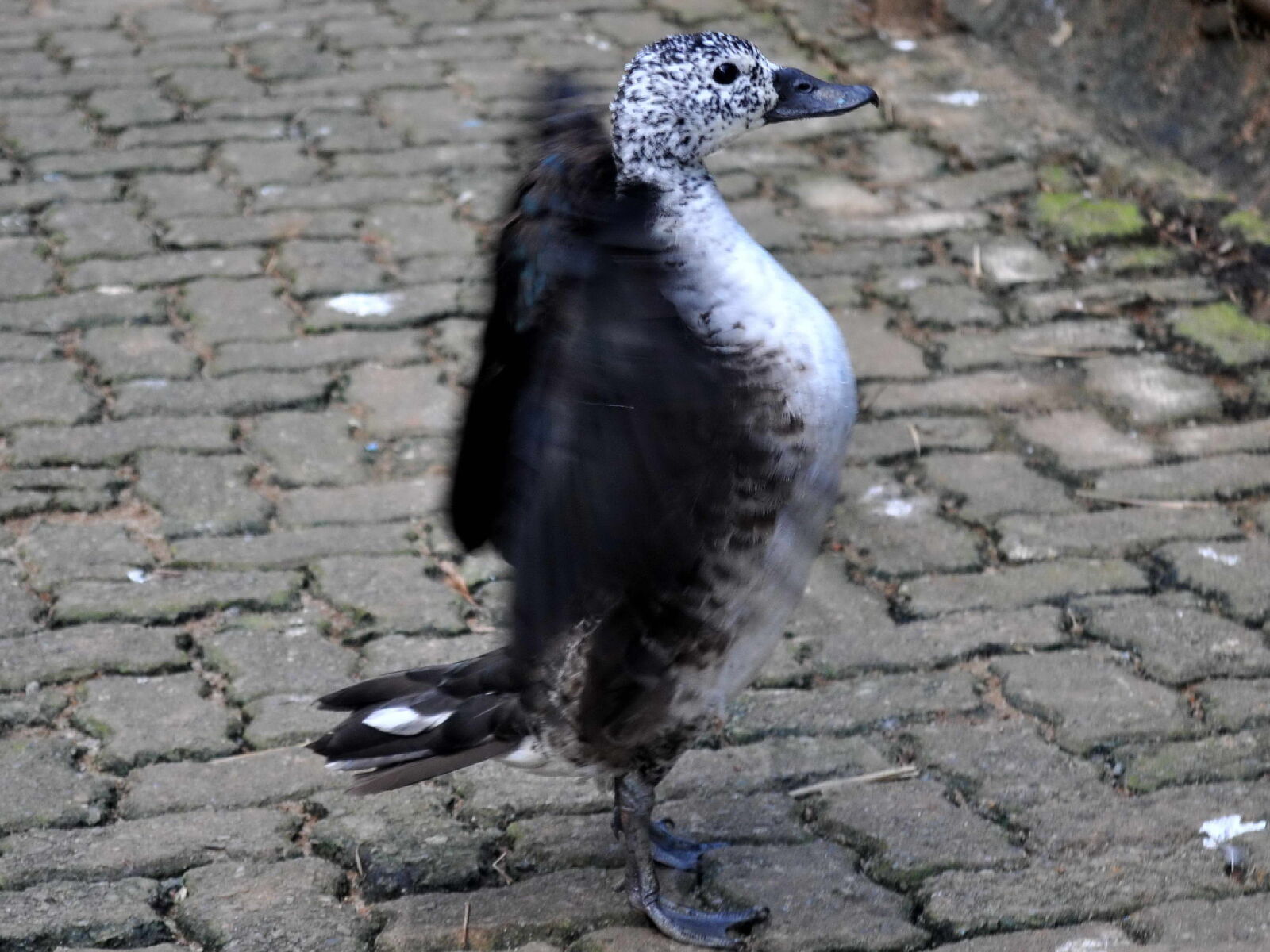 Nikon D5000 sample photo. Young, duck, flapping, wings photography