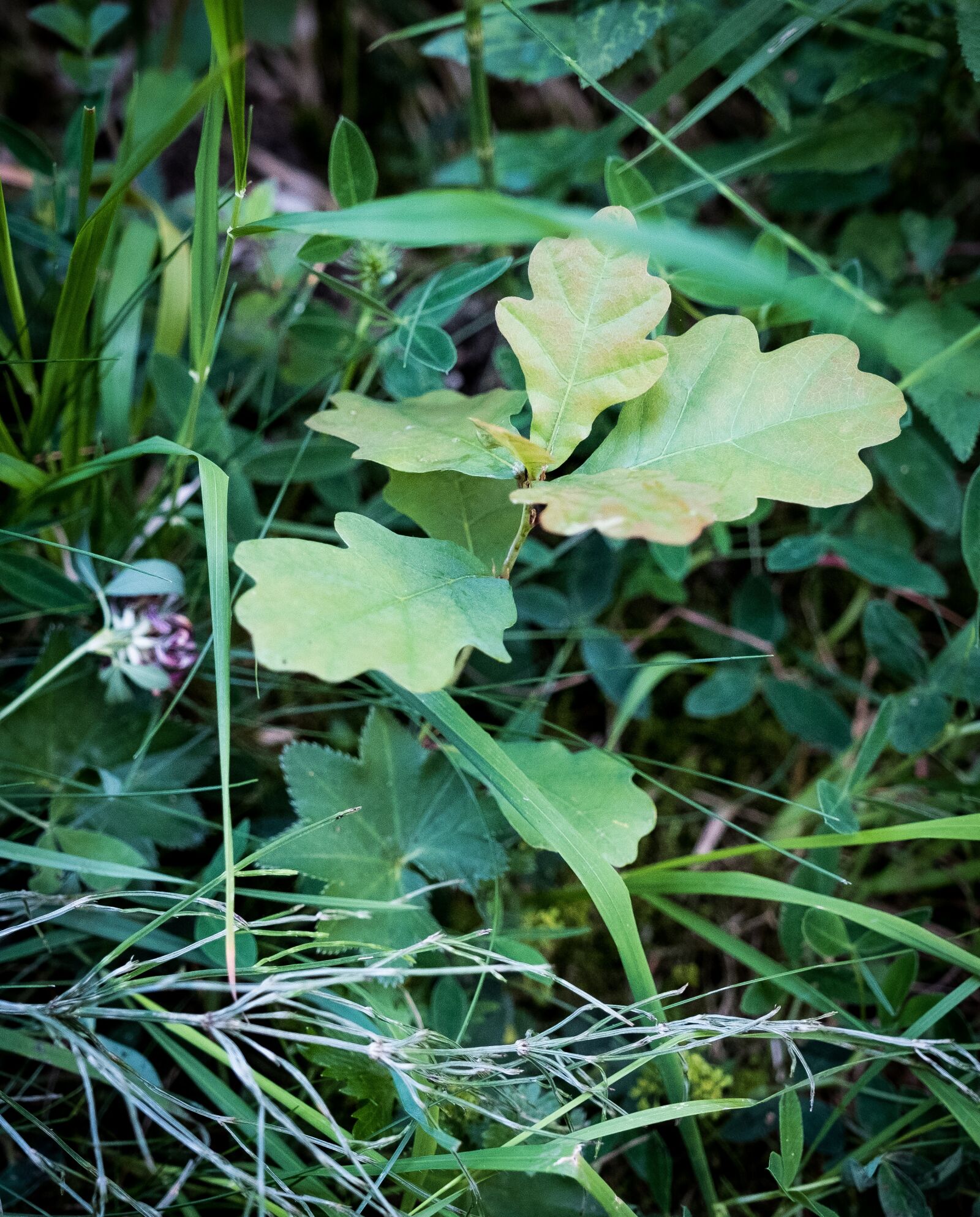 Fujifilm X-T2 sample photo. Leaves, oak, oak leaves photography