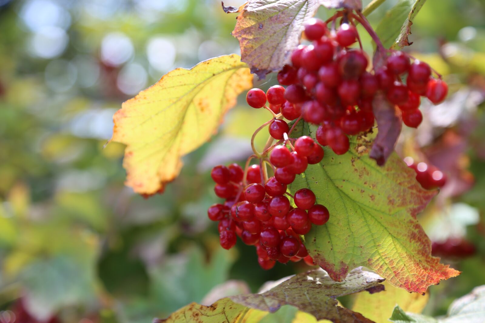 Canon EOS 6D + Canon EF 24-105mm F4L IS USM sample photo. Fruit, red, nature photography