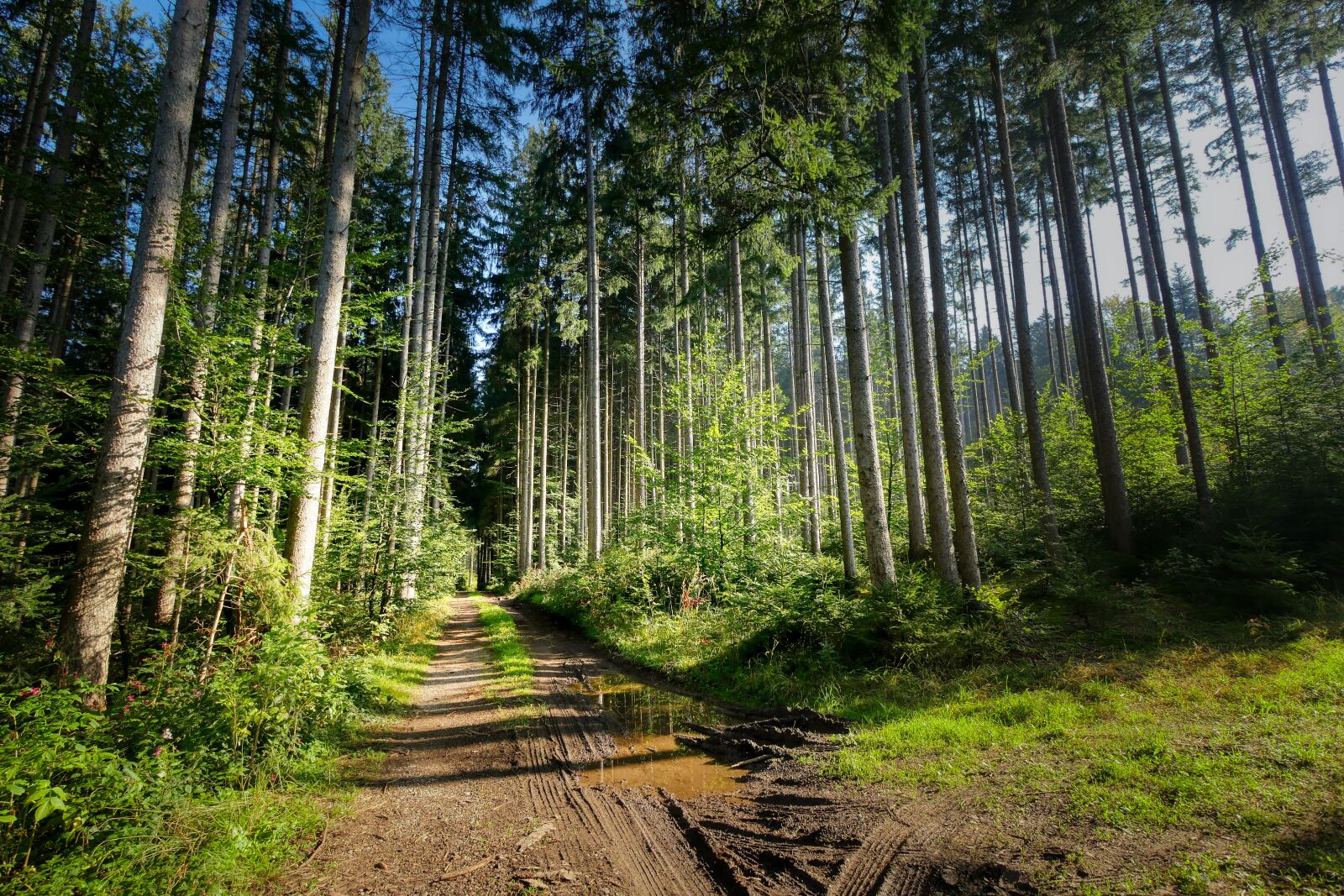 Panasonic Lumix DMC-GX8 sample photo. Forest, away, glade photography
