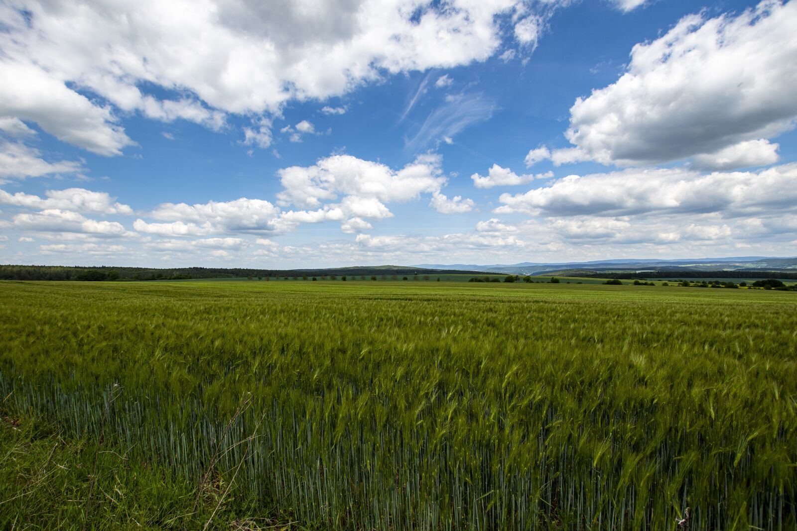 10-20mm F3.5 sample photo. Cereals, field, wheat photography