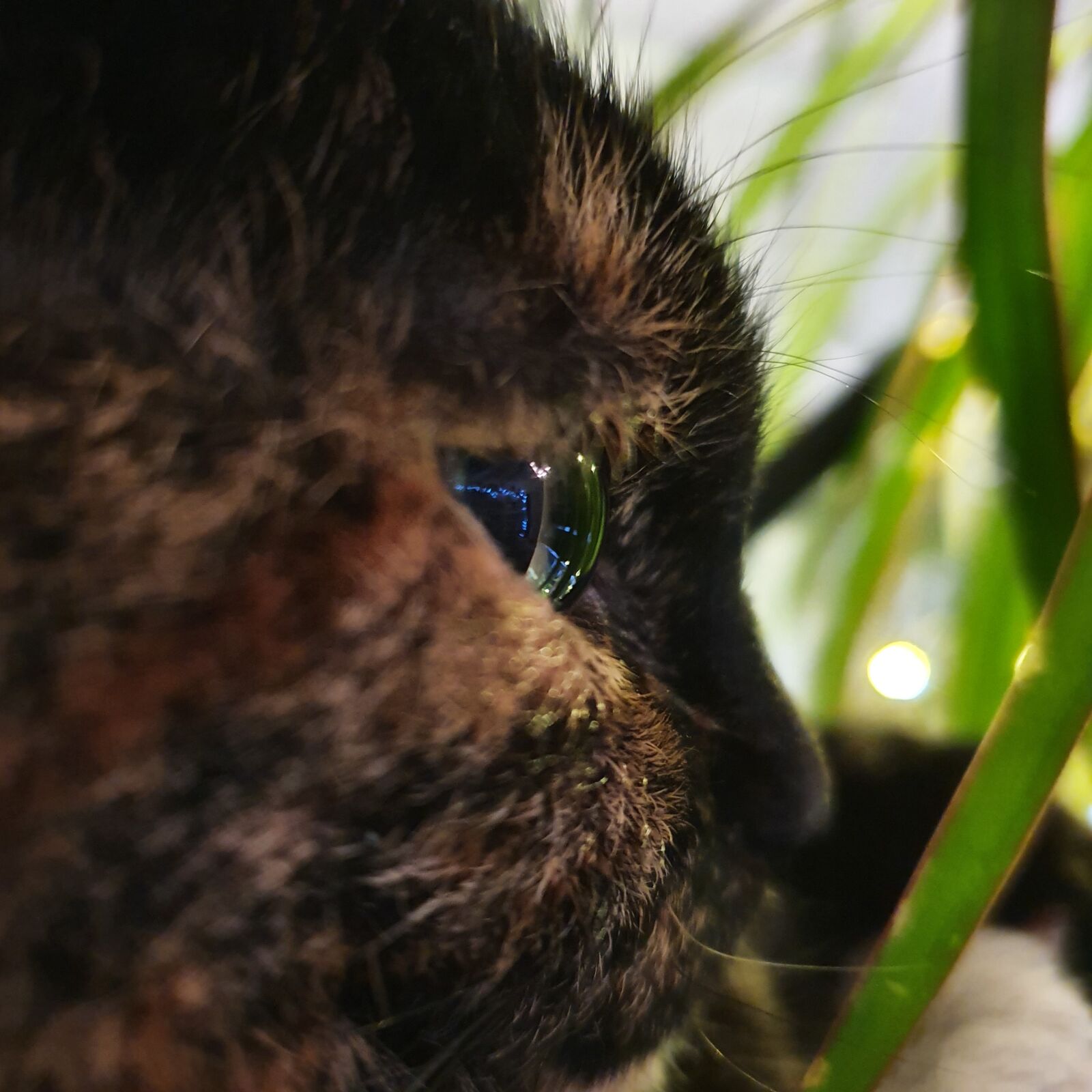 Samsung Galaxy S10+ sample photo. Cat, view, eye photography