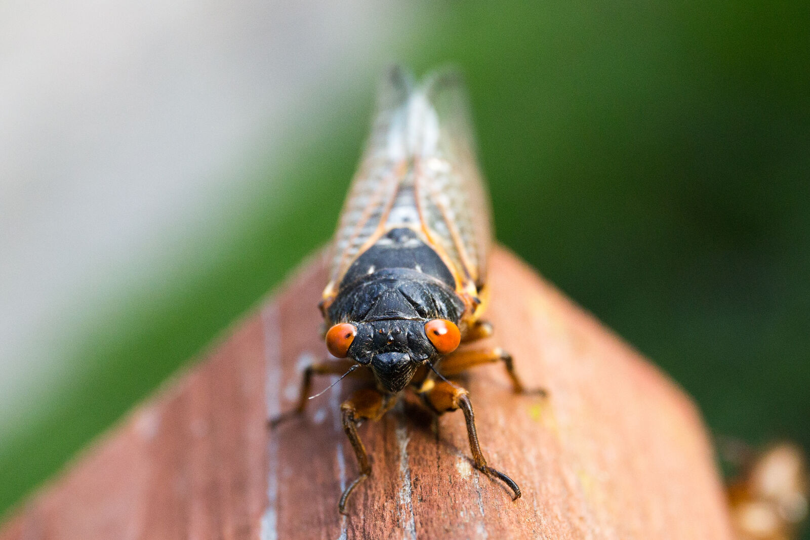 Canon EF 24-70mm F4L IS USM sample photo. Magicicada, septemdicem, close, up photography