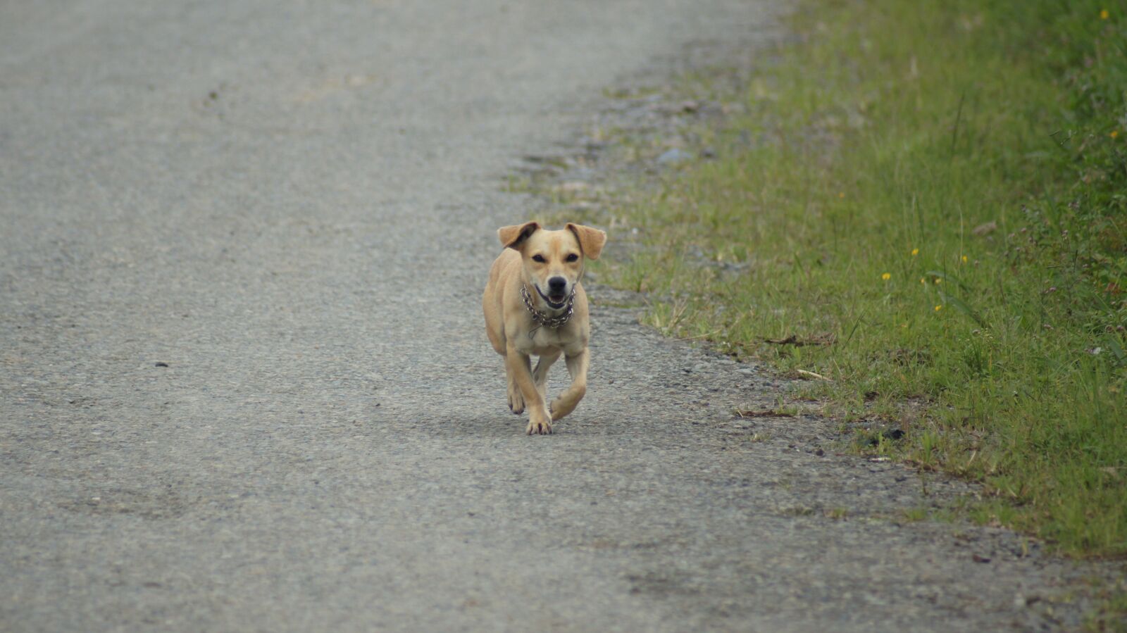 Sony SLT-A55 (SLT-A55V) sample photo. Nature, animals, armenia photography