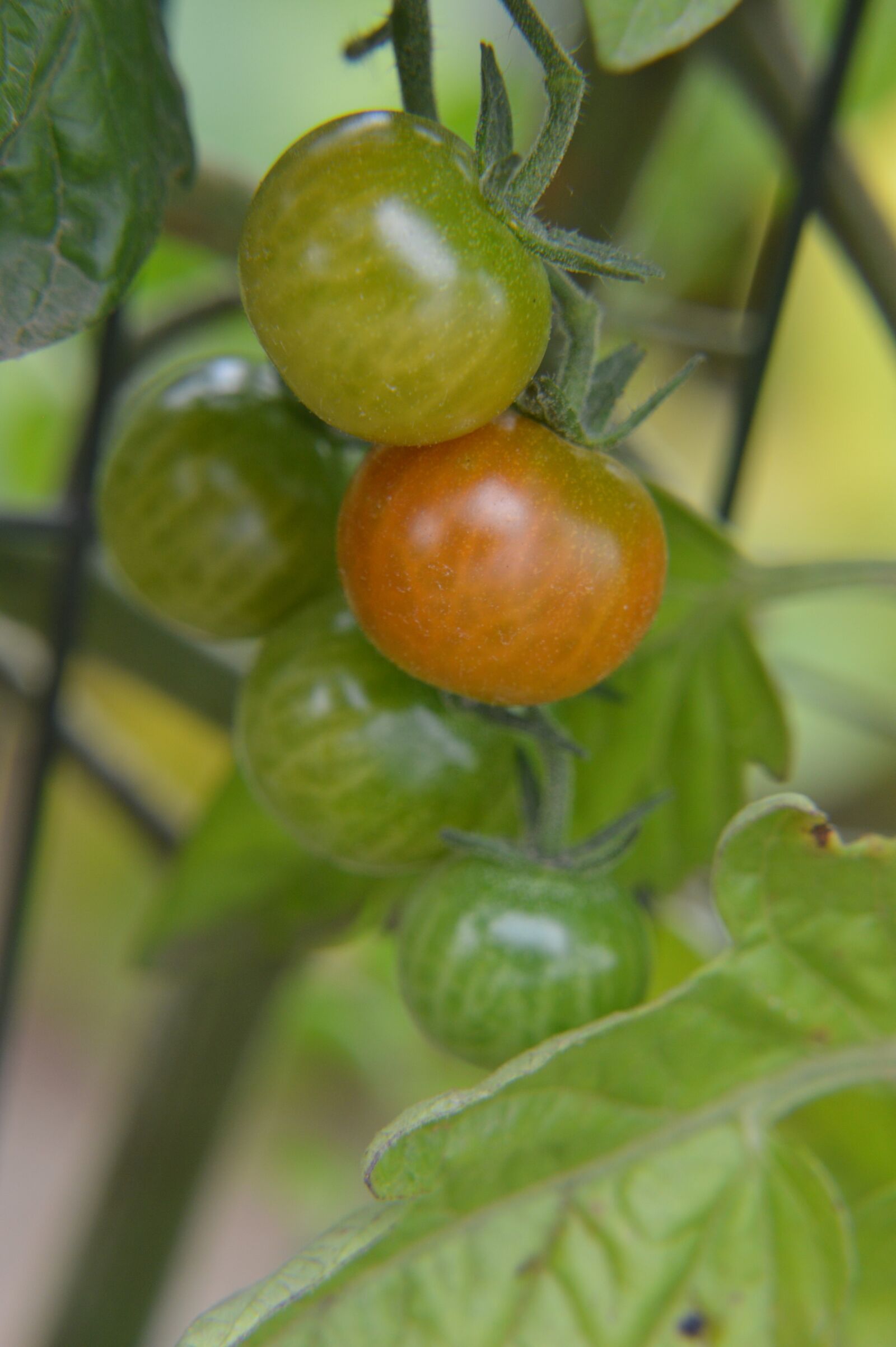 Nikon D3200 sample photo. Tomato, cherry tomato, vegetables photography