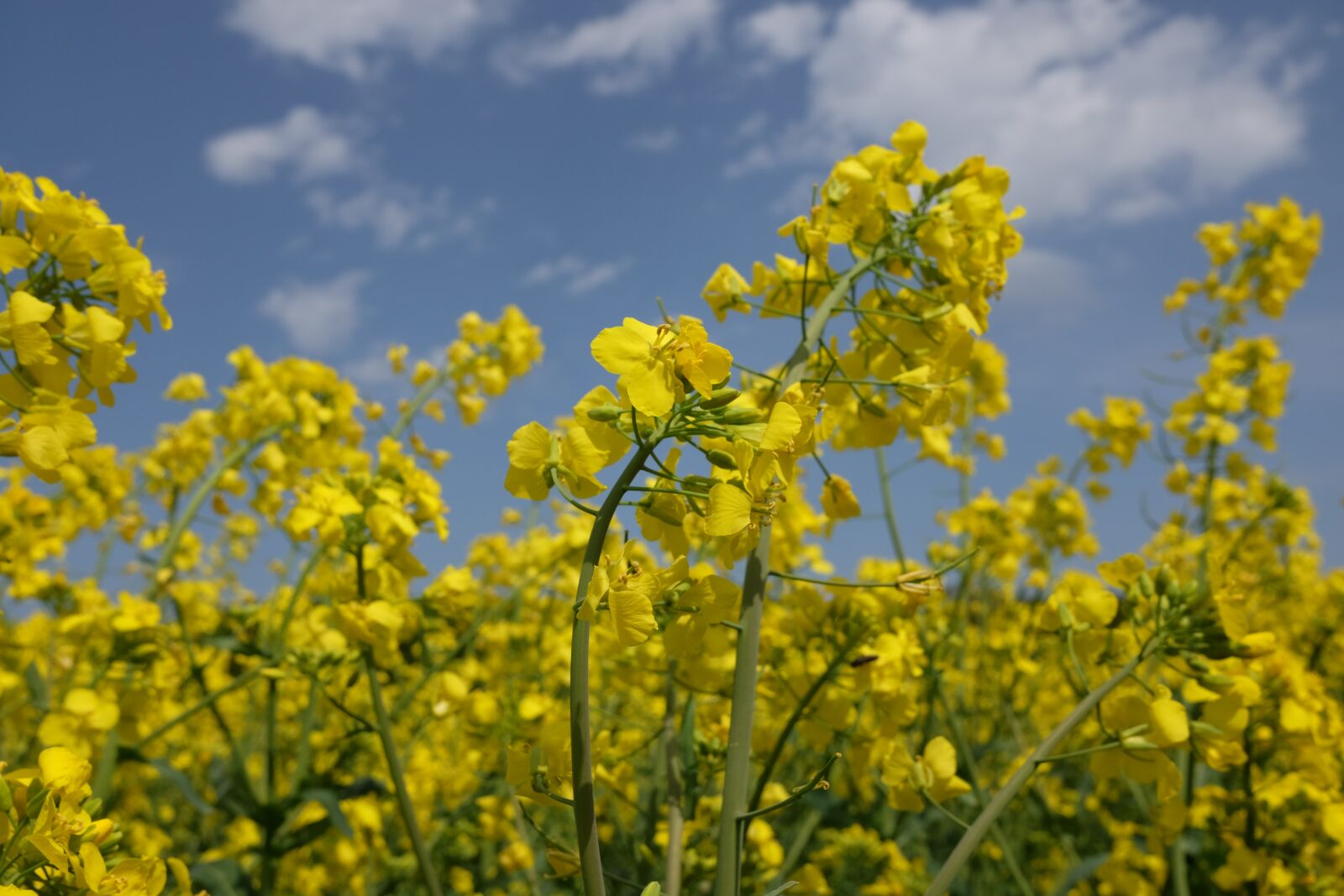 Fujifilm X70 sample photo. Rapeseed, blooming, spring photography