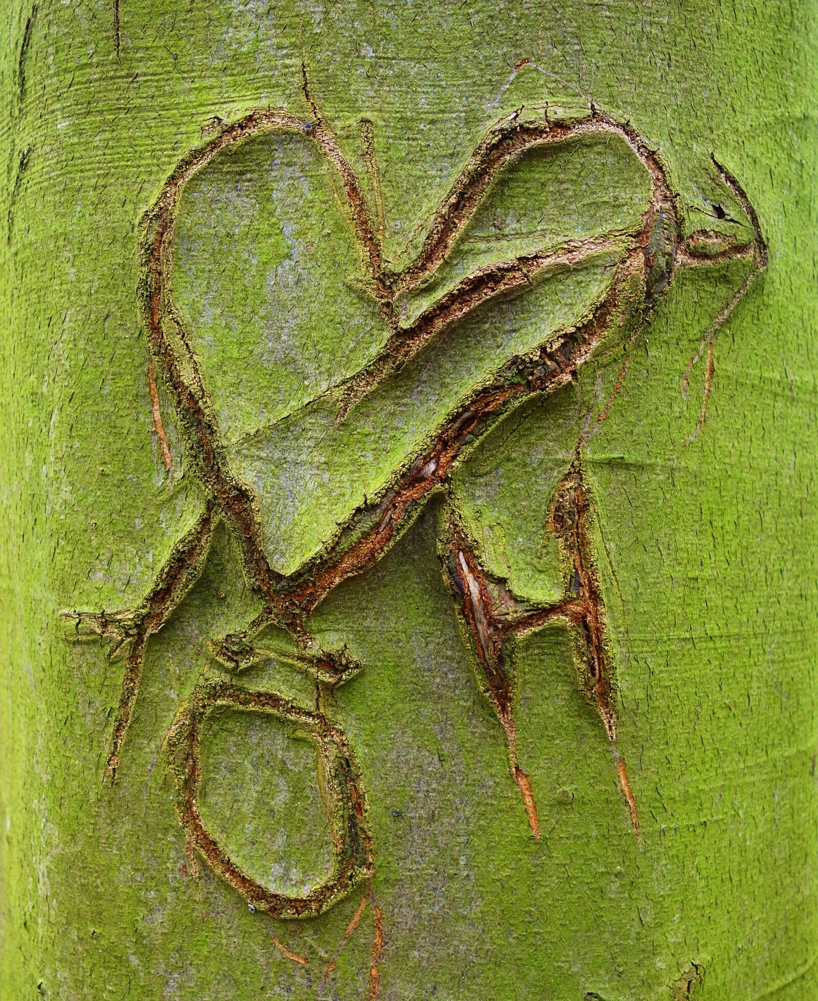 Sony Cyber-shot DSC-RX100 sample photo. Heart, initials, carved photography