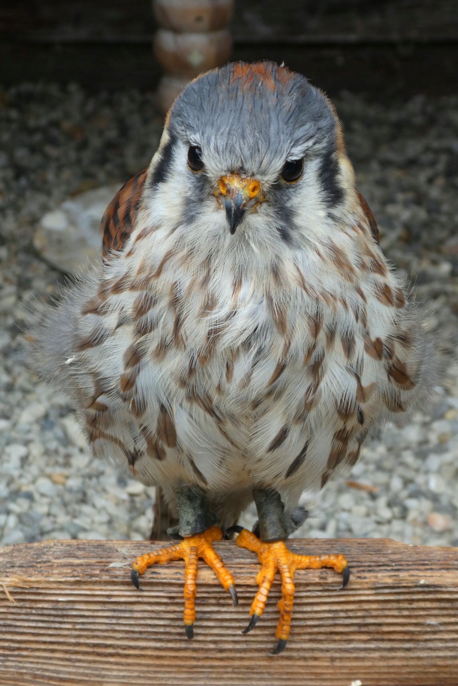 Panasonic Lumix DC-ZS70 (Lumix DC-TZ90) sample photo. Valk, feathers, eyes photography