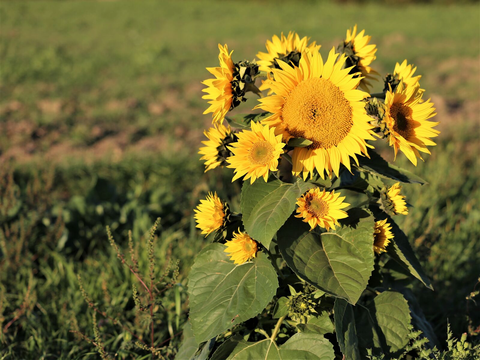 Canon EF 70-300 F4-5.6 IS II USM sample photo. Sunflower, bush, plant photography