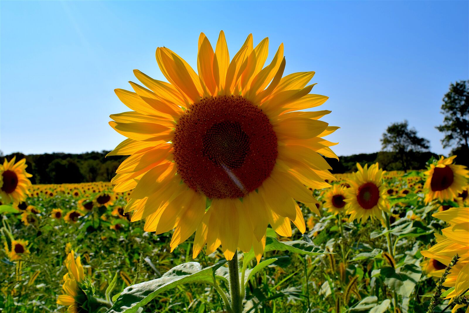 Nikon D3300 sample photo. Sunflower, yellow, field photography