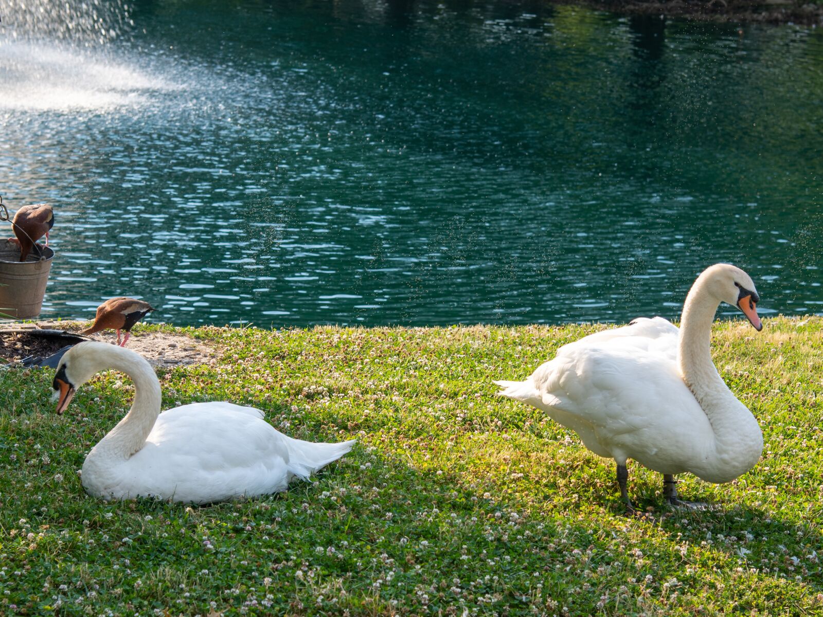 Nikon D850 sample photo. Swan, mute swan, white photography