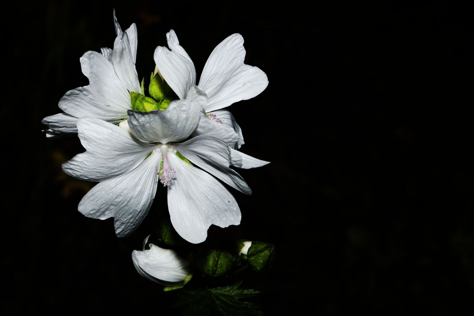 Canon EF 100mm F2.8L Macro IS USM sample photo. Flower, white, nature photography