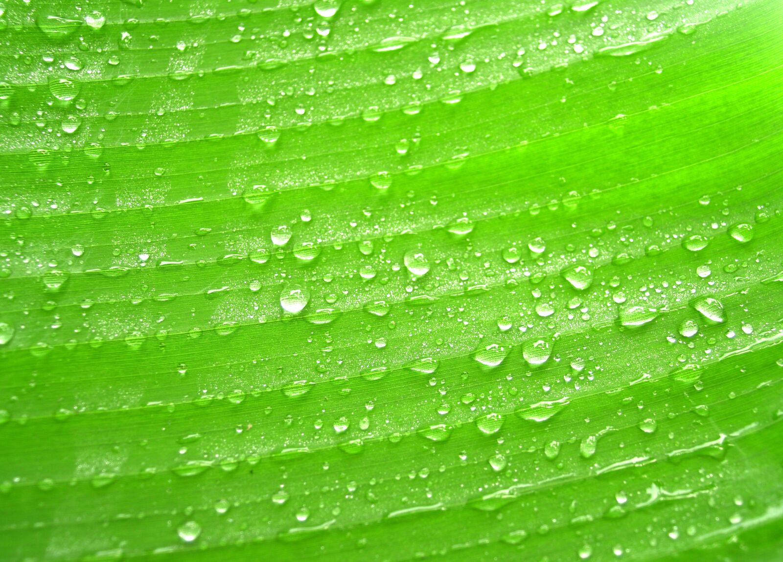 Olympus E-300 (EVOLT E-300) sample photo. Water, drops, leaf photography