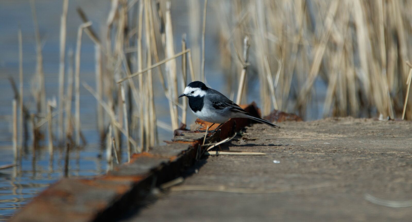 150-600mm F5-6.3 DG OS HSM | Contemporary 015 sample photo. White wagtail, bank, bird photography