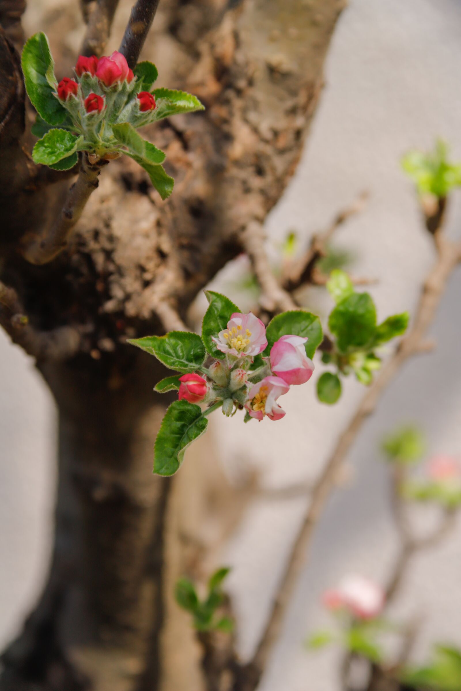 Canon EOS 6D Mark II + Canon EF 28-135mm F3.5-5.6 IS USM sample photo. Flower, apple, tree photography