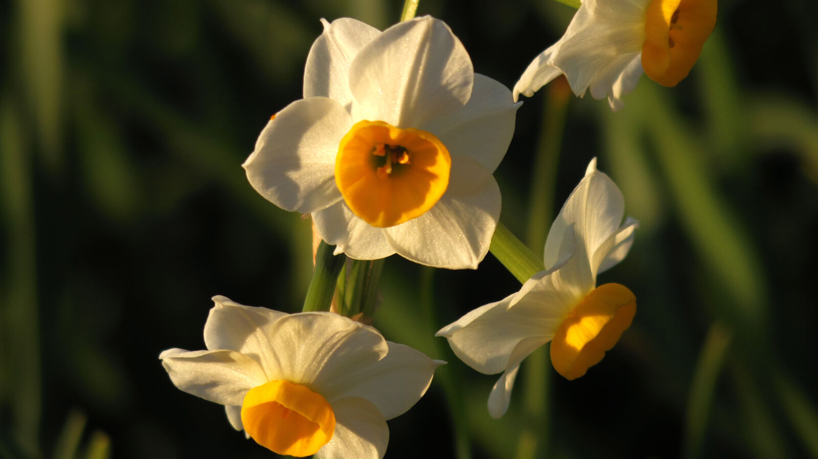 Pentax 06 Telephoto 15-45mm sample photo. Flower photography