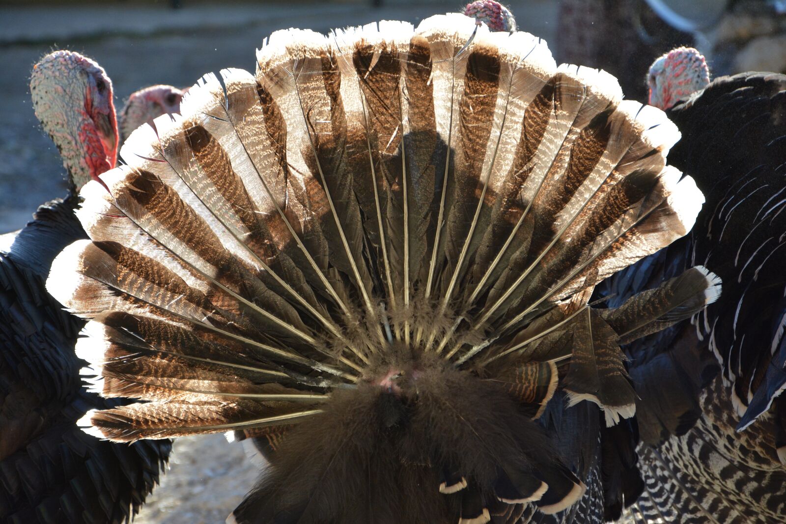 Nikon D7100 sample photo. Turkey, animal, cute photography