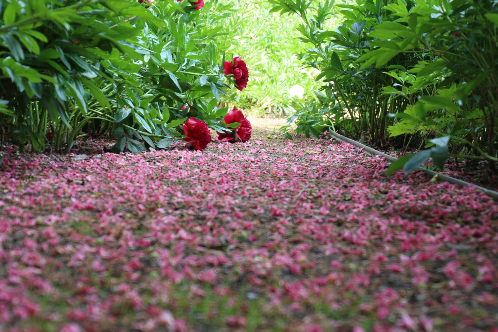 Canon EOS 7D Mark II sample photo. Colorful, flowers, garden, green photography