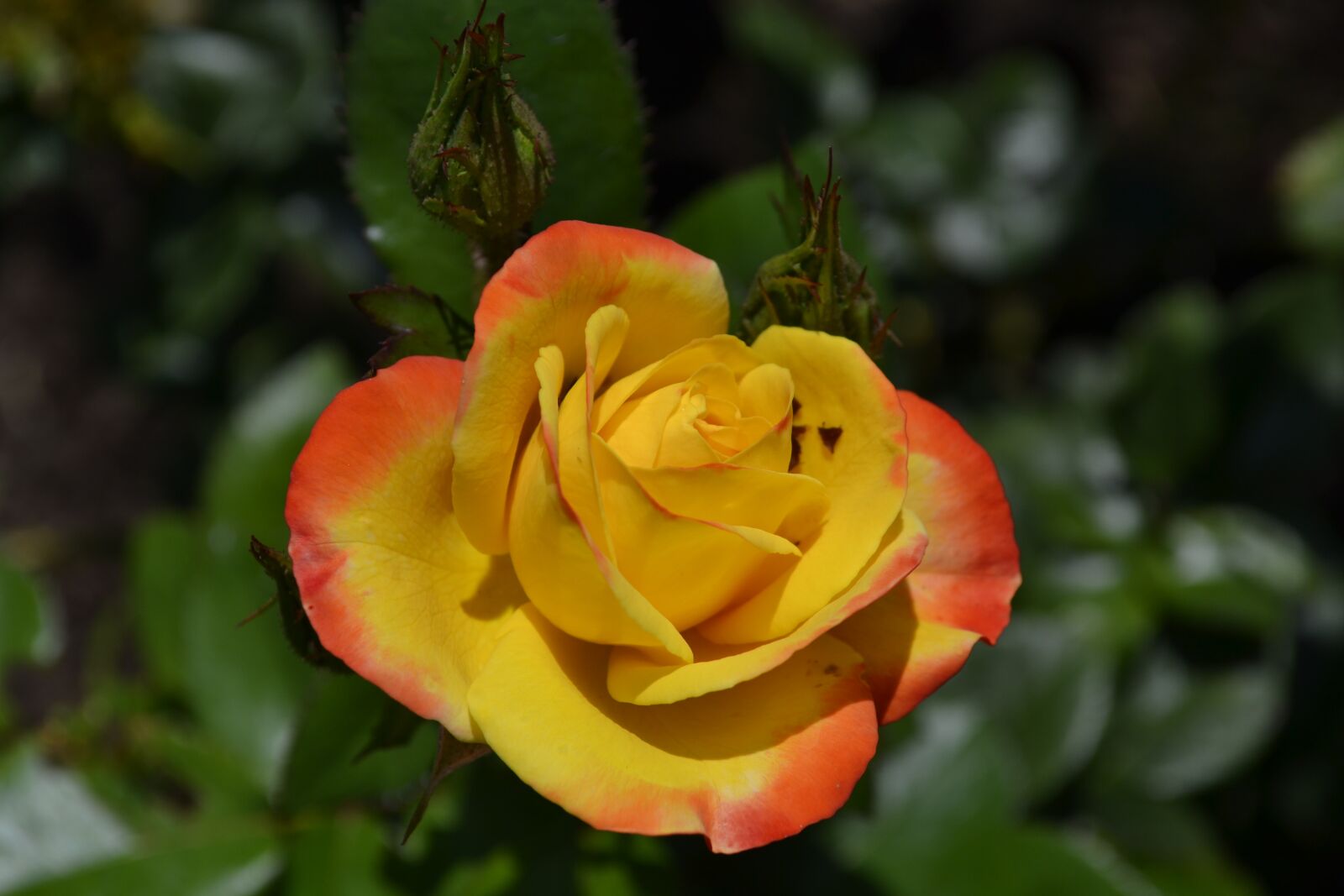 Nikon D3100 sample photo. Green, nature, flowers photography