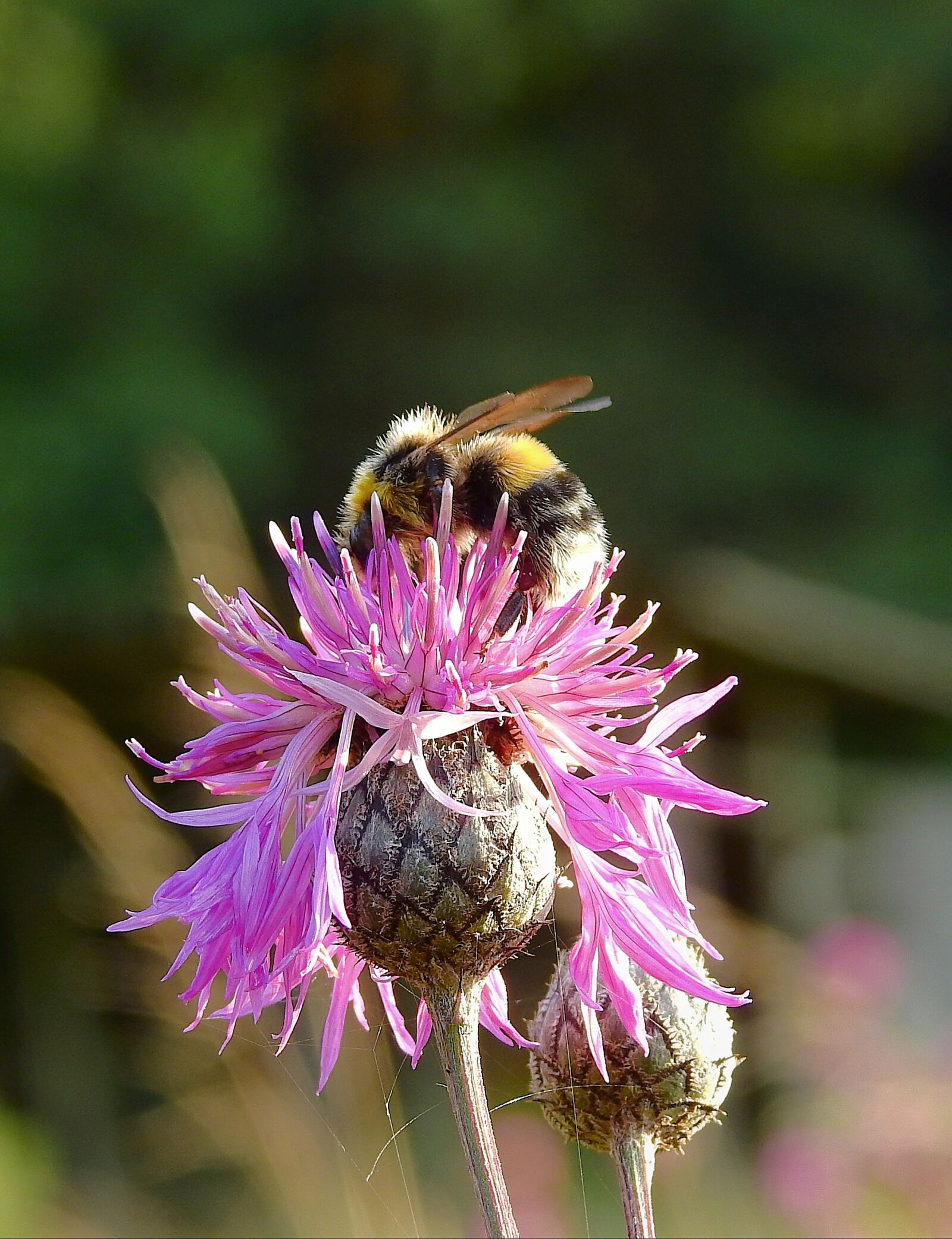 Nikon Coolpix P900 sample photo. Bumblebee, flower, pollination photography