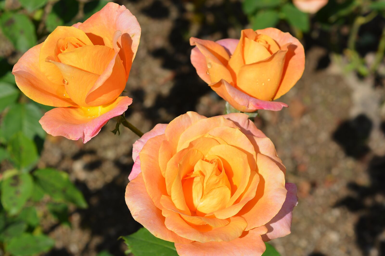 Nikon D5200 sample photo. Roses, flowers, yellow photography