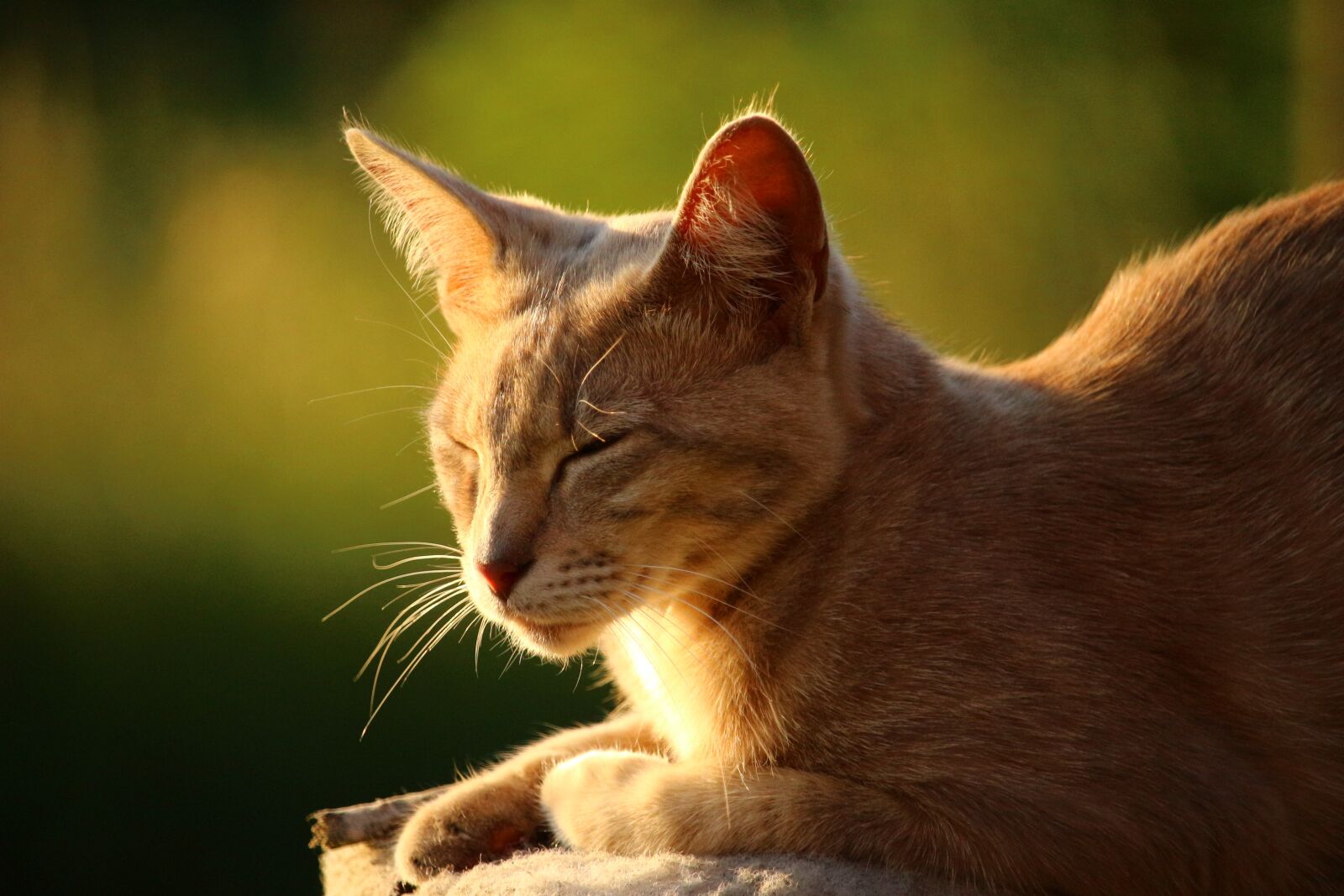 Canon EOS 100D (EOS Rebel SL1 / EOS Kiss X7) sample photo. Cat, mieze, kitten photography